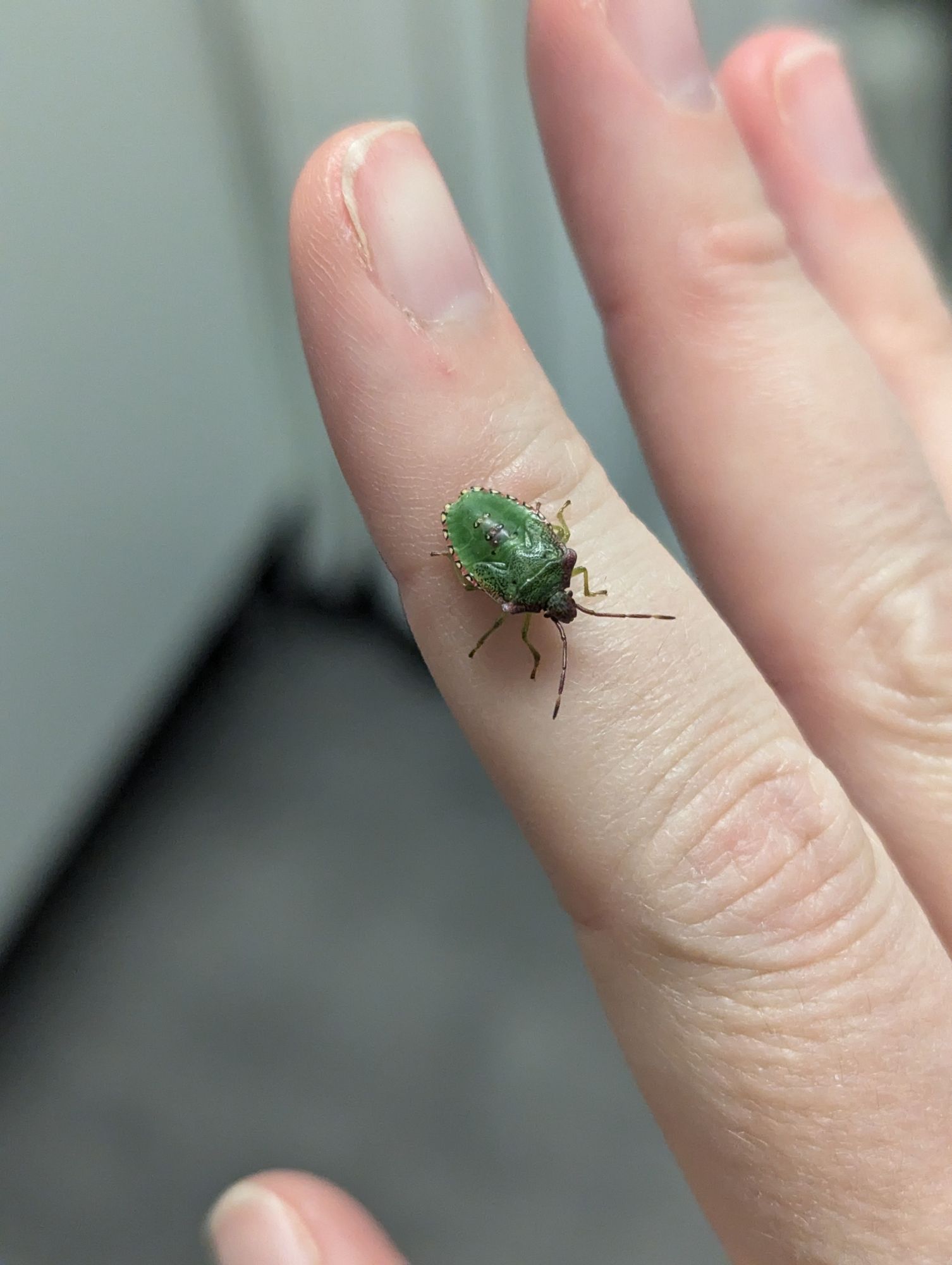 Closeup photo of a green shield bug sitting on a finger.