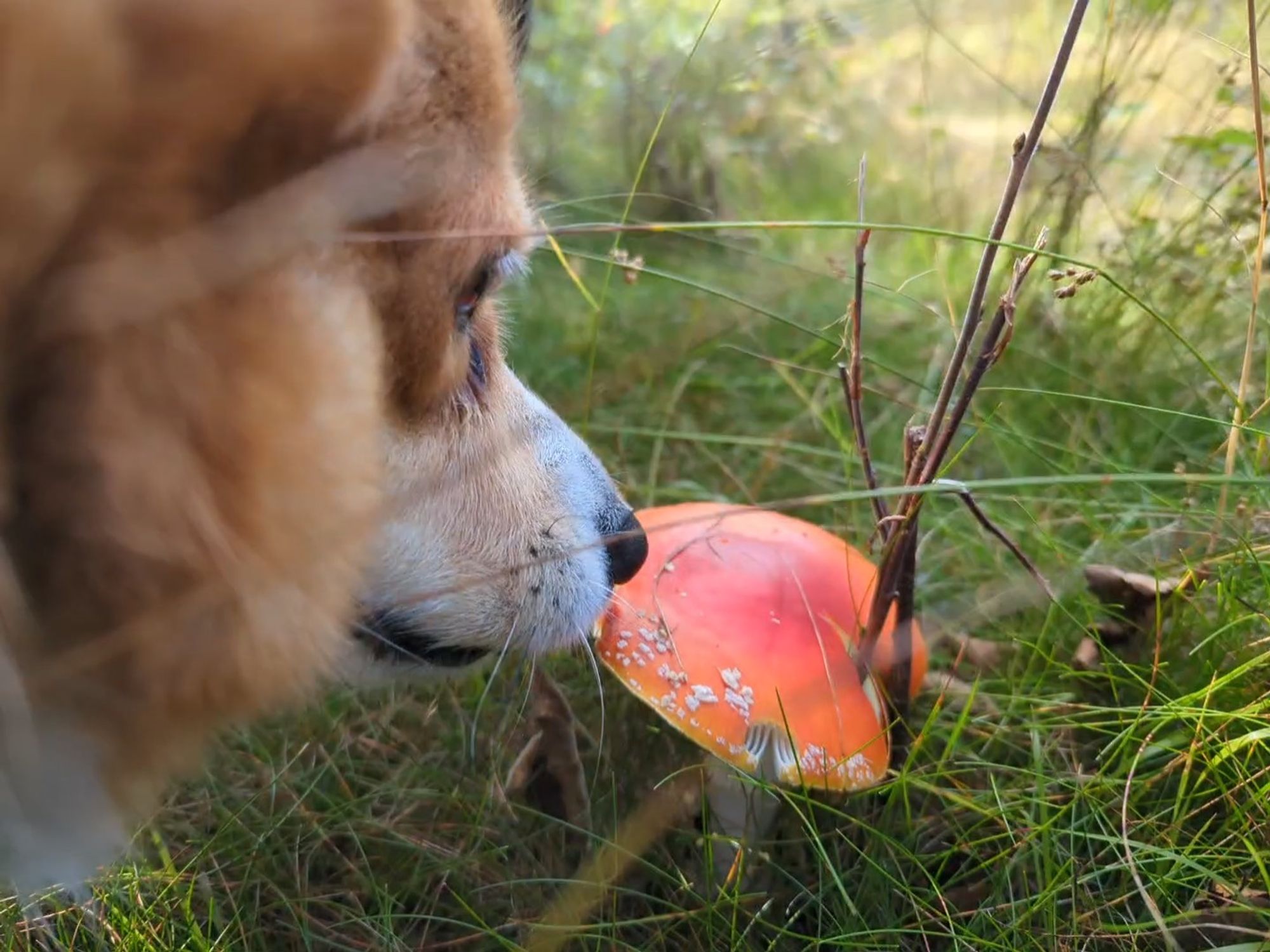 Close-up photo of a corgi sniffing a toadstool. The dog is very close to the camera and slightly out of focus.