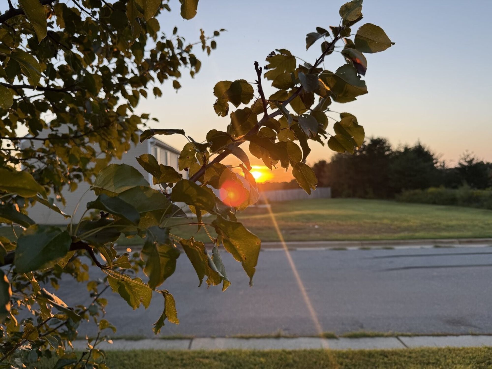 A photo of the sun peeking through the leaves and the limbs of a tree. You can see part of a house in the background, as well as a yard and a few other things.