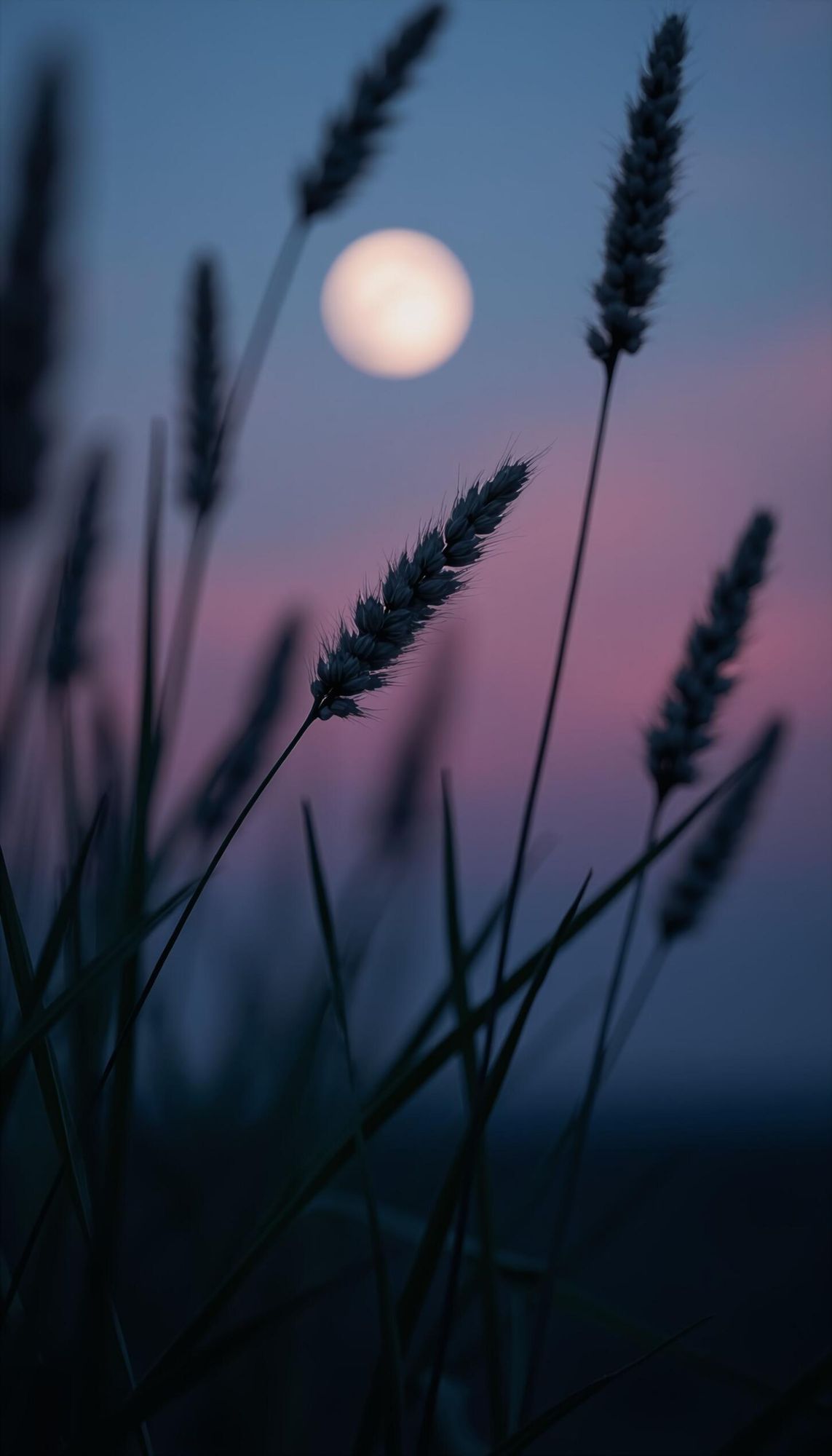 An image of the grass with the moon in the background. You can see the pink and blue clouds within the sky.