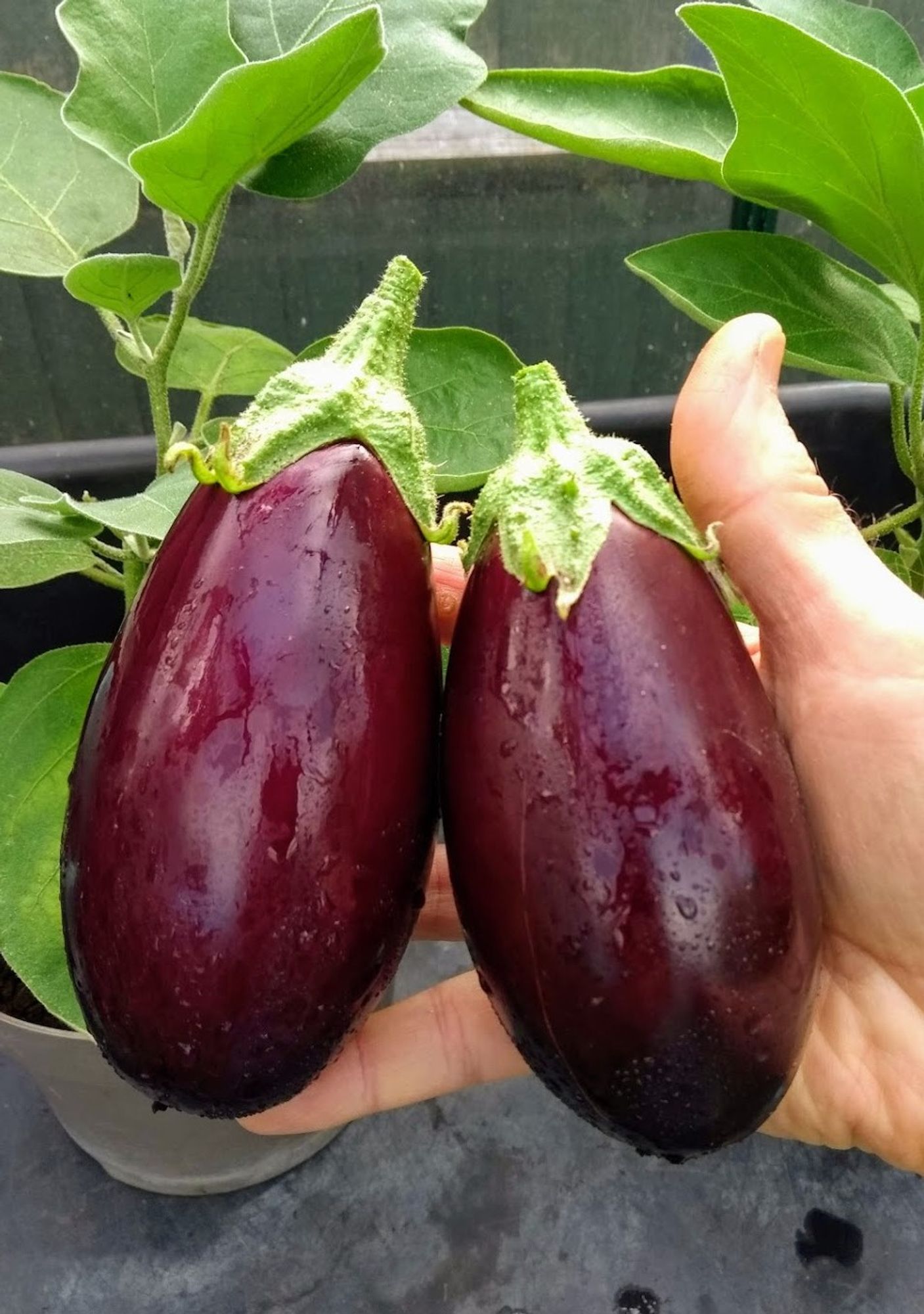 The picture shows a pair of small aubergines in my hand, they're quite chubby, and are wet and shiny because they’ve just been washed.
Oo-err.