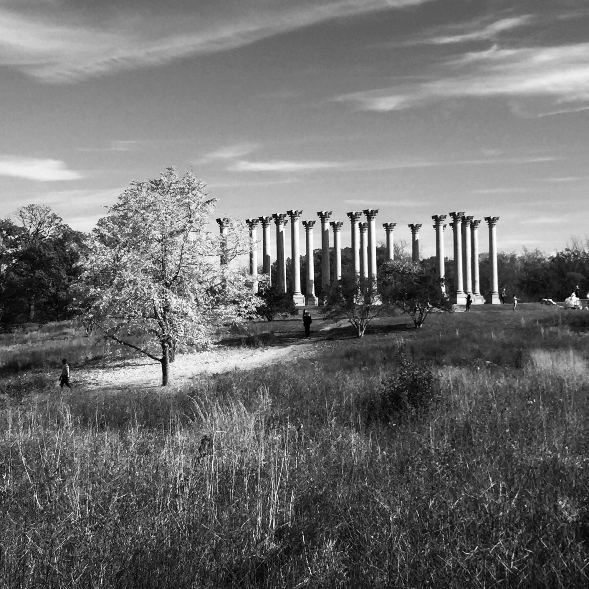 Corinthian columns from the US Capitol placed in a meadow at the National Arboretum. They stand out in stark contrast to the trees & fields around them. Washington, DC (November 2019)