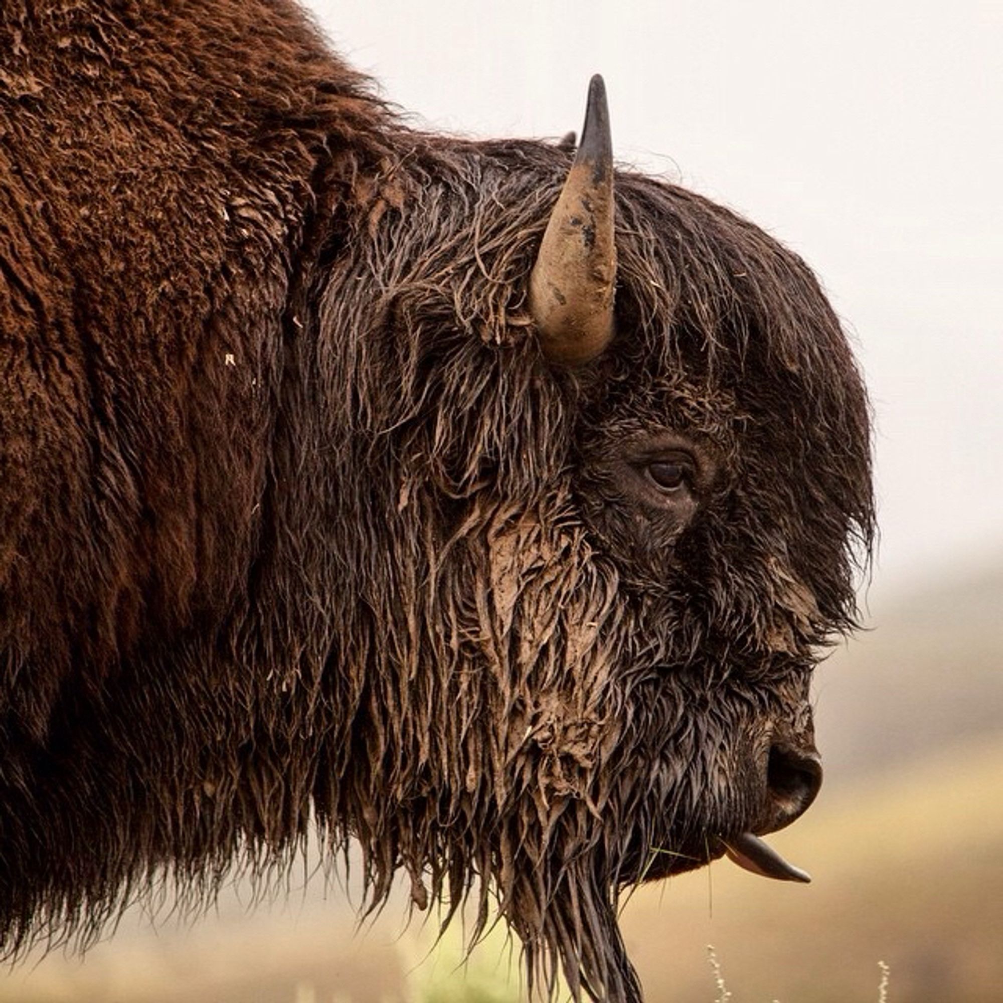 The American buffalo, close-up profile of massive head, short horns, and shaggy brown hair. It’s the largest (land) mammal in No. America. Pity there’s only about 31,000 left in the wild here, according to the National Wildlife Federation. 
Not my photo, but I’d like to see the buffalo in their natural habitat one day.