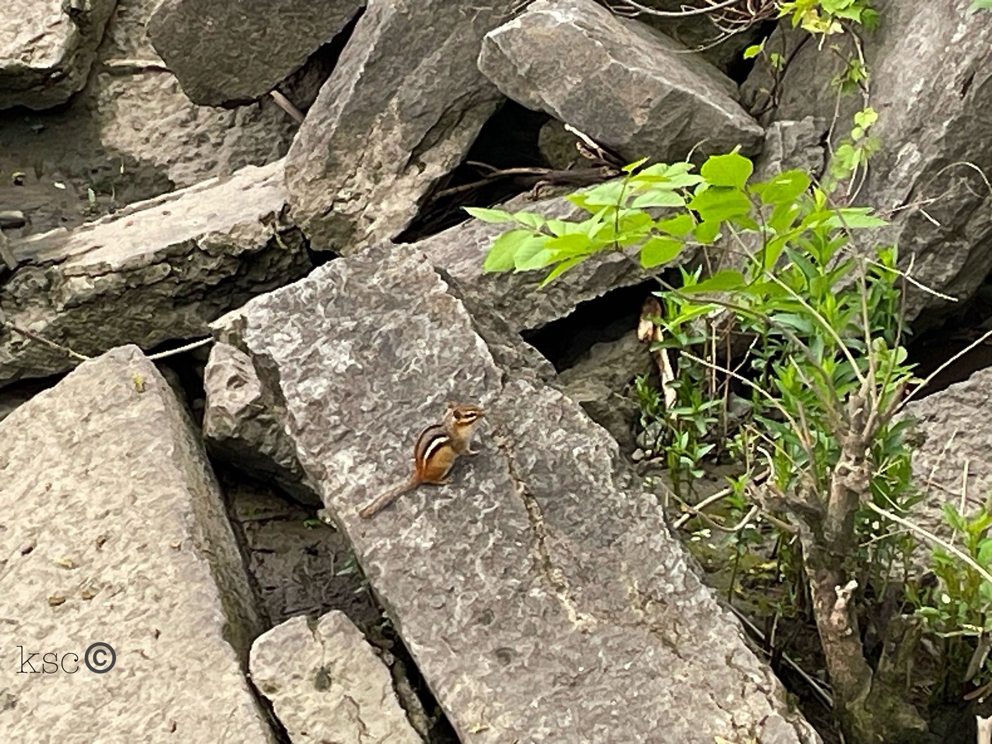 A small chipmunk scampers over a big grey-brown slab of rock along the riverbank in early spring, Hudson River, Albany, NY. (May 2024)