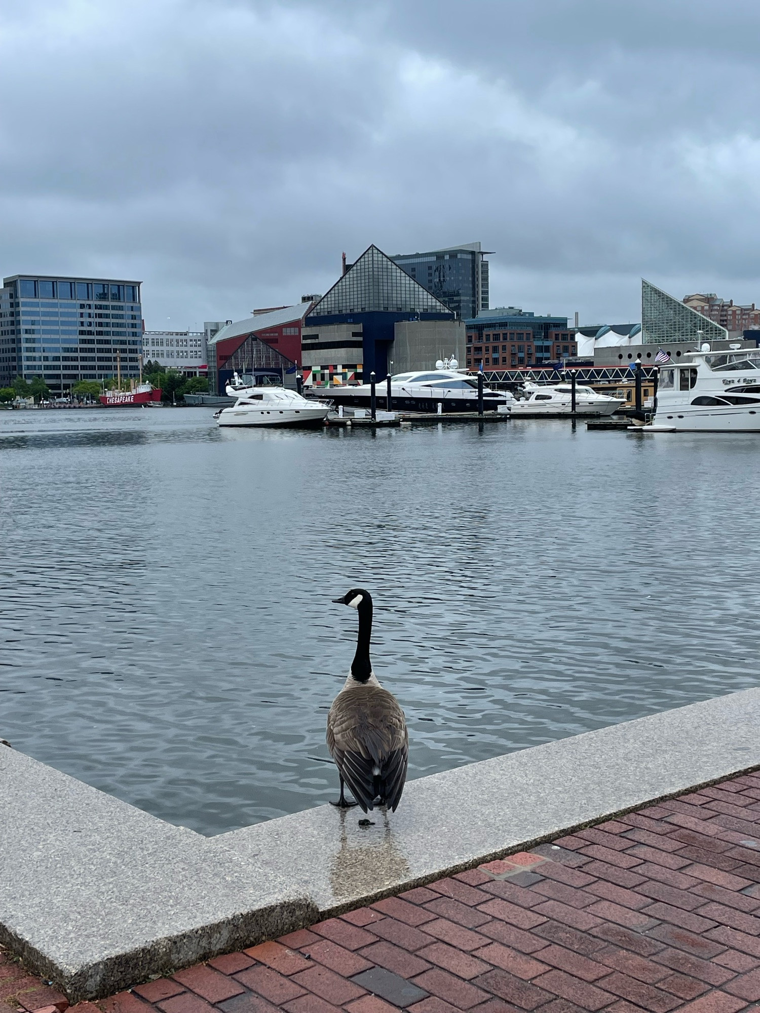 A lone goose stands on the brick & concrete walkway like a sentinel guarding the harbor. There are some white yachts tied up to a pier nearby, and the triangular shape of the aquarium can be seen across the water under an overcast sky. Baltimore, MD (May 2024)