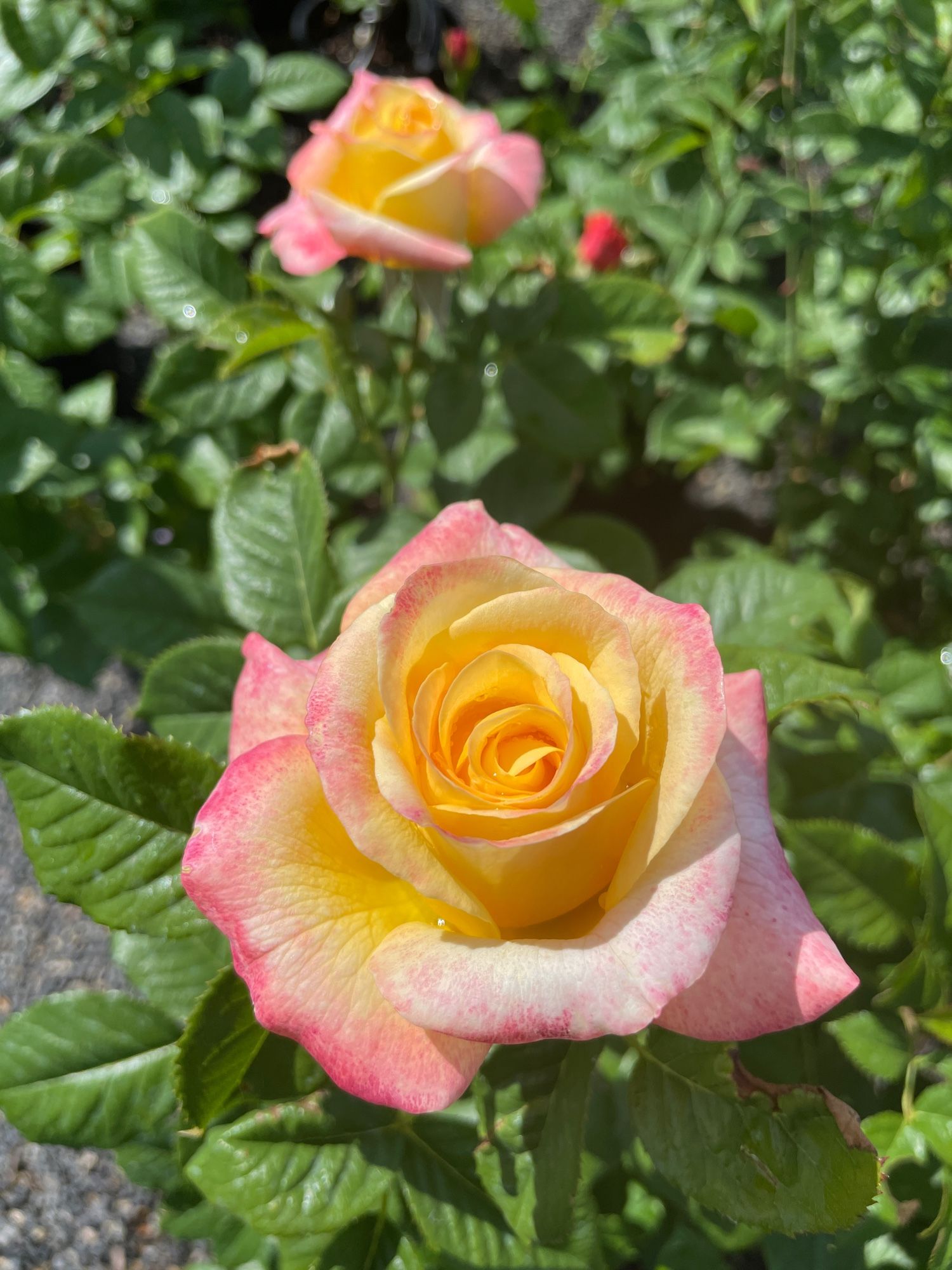 Rose with yellow center that breaks slightly to pink on the tips of the petals. 