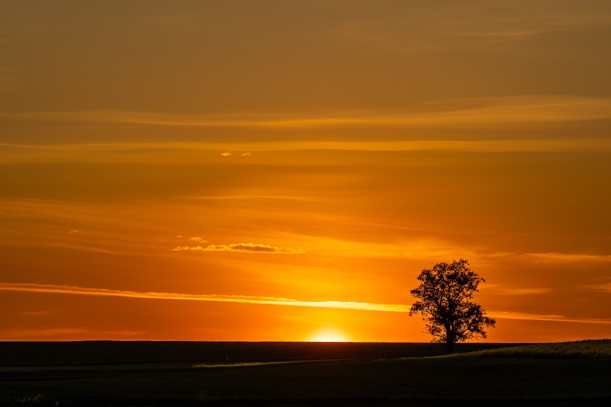 Ein einsamer Baum am rechten unteren Bildrand. Die untergehende Sonne hat den großen Teil des Himmels in ein Orangenes Licht getaucht. Einzelne langgezogene Wolken durchziehen den Himmel.