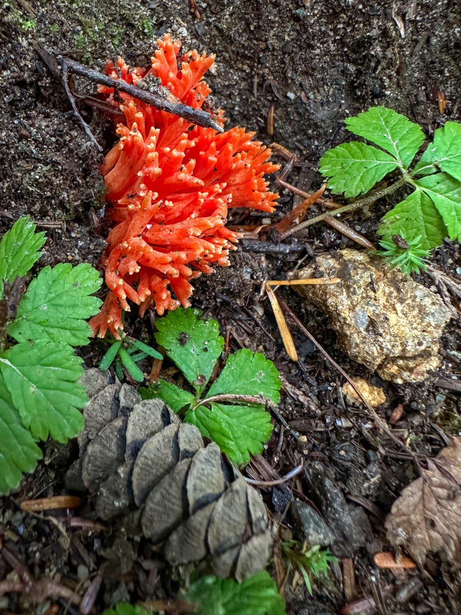 A pine cone, some small green plants, and something red growing out of a decaying log