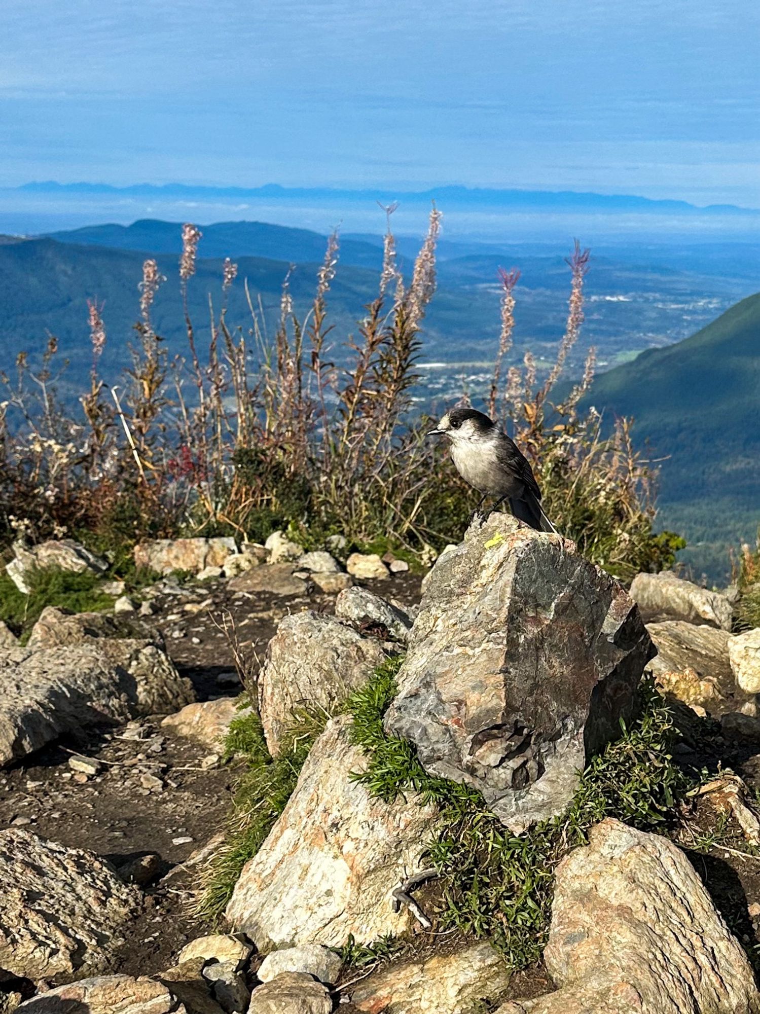 A mountain top, some frying plants, overlooking a green valley. A gray jay perched on a rock