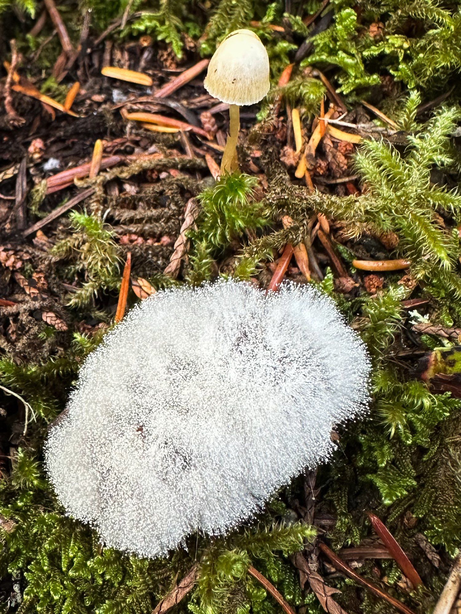 A white fuzzy looking slime mold, and a mushroom