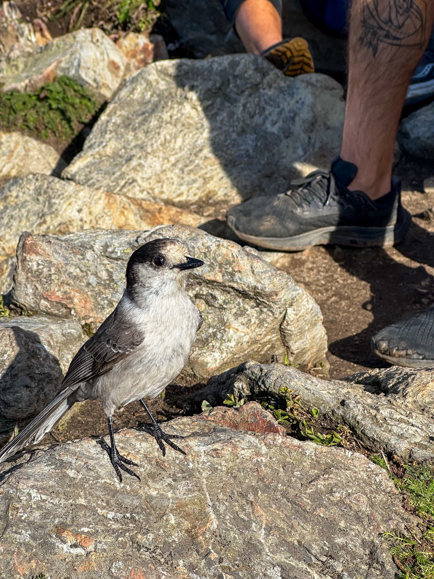 A gray jay on a rock.