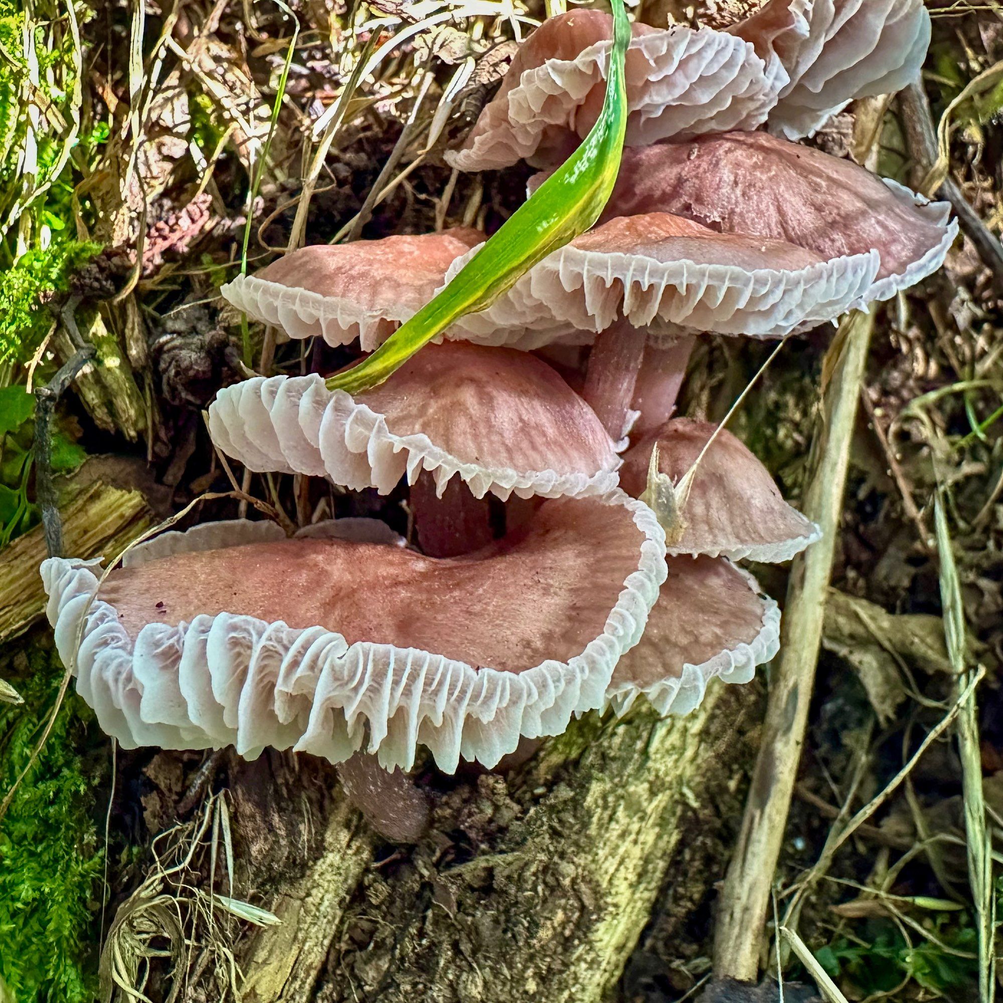 Mushrooms growing on a log