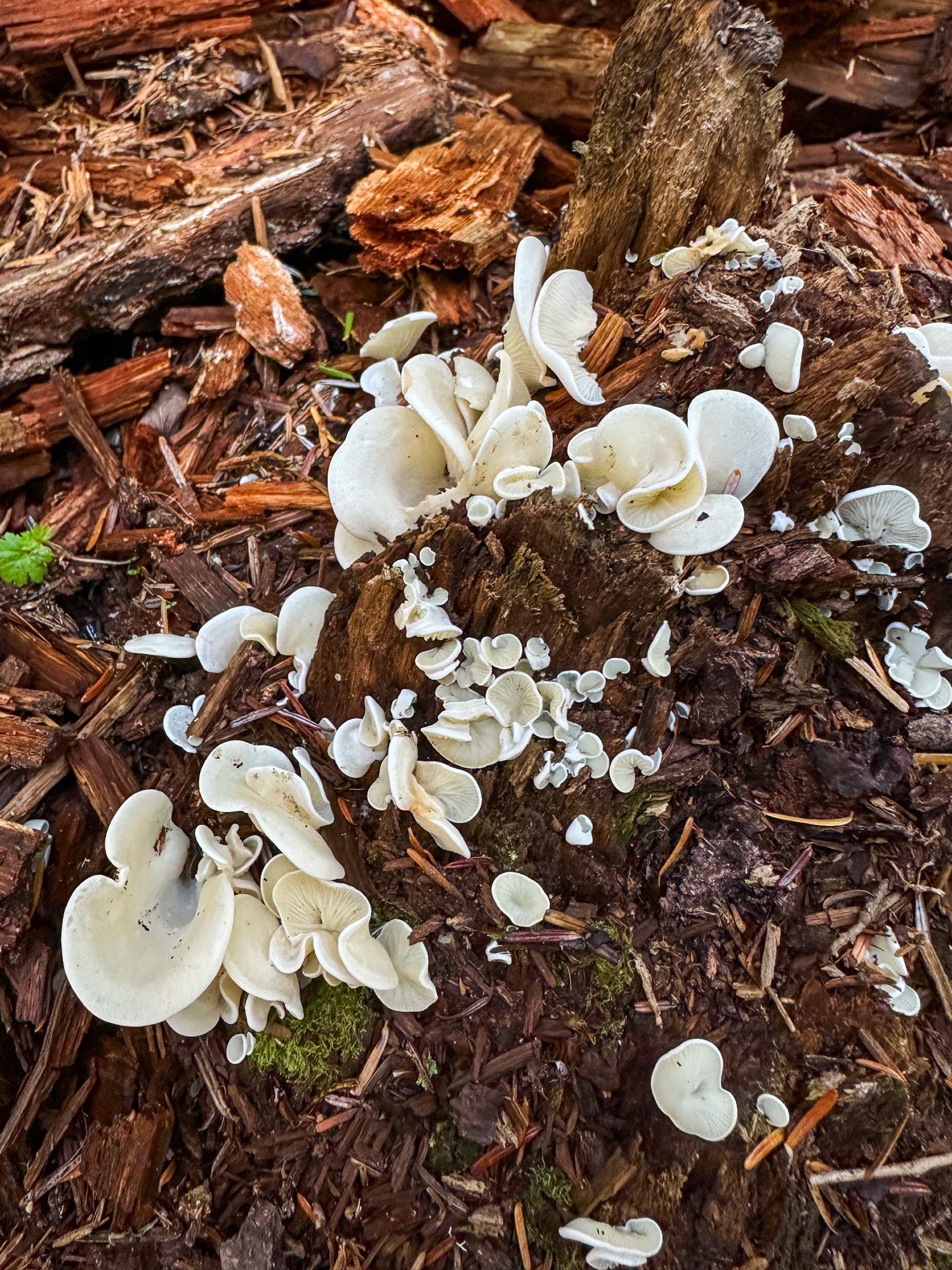 Some other kind of mushrooms. White folds growing out of a damp forest floor