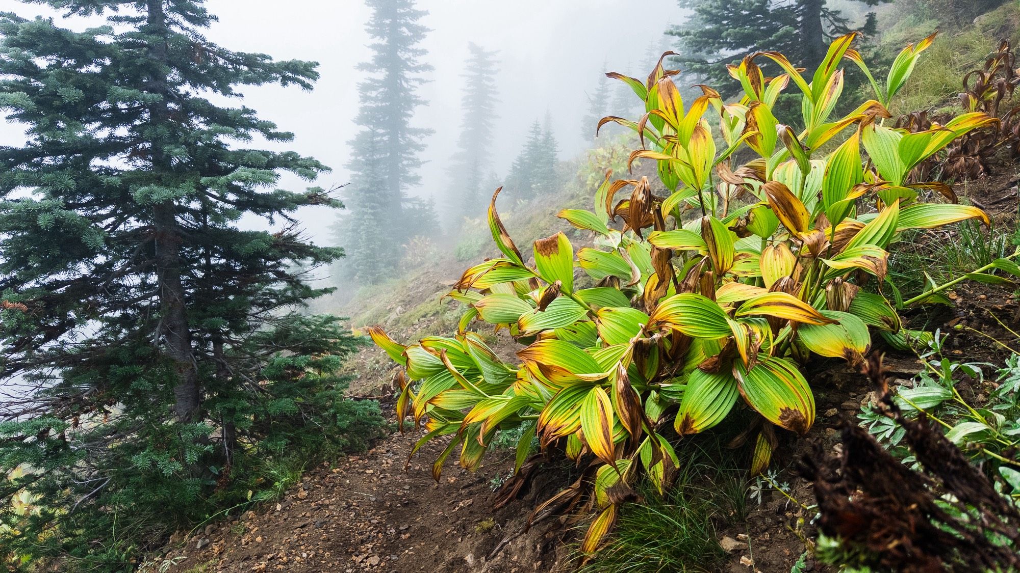 Mountain trail in the fog, fir trees and meadows. Early signs of Fall as the leaves begin to die back