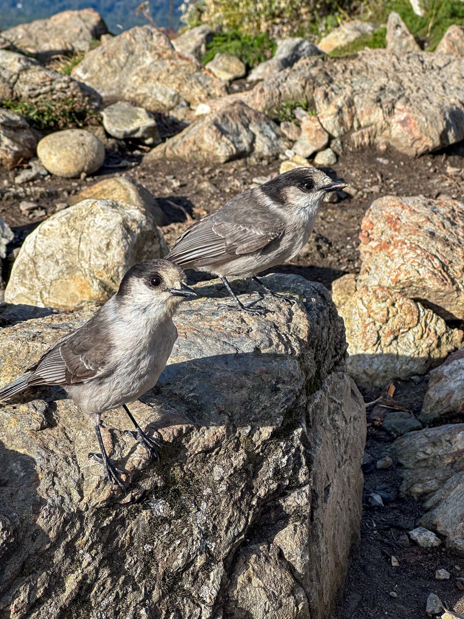 2 gray jays, looking for morsels