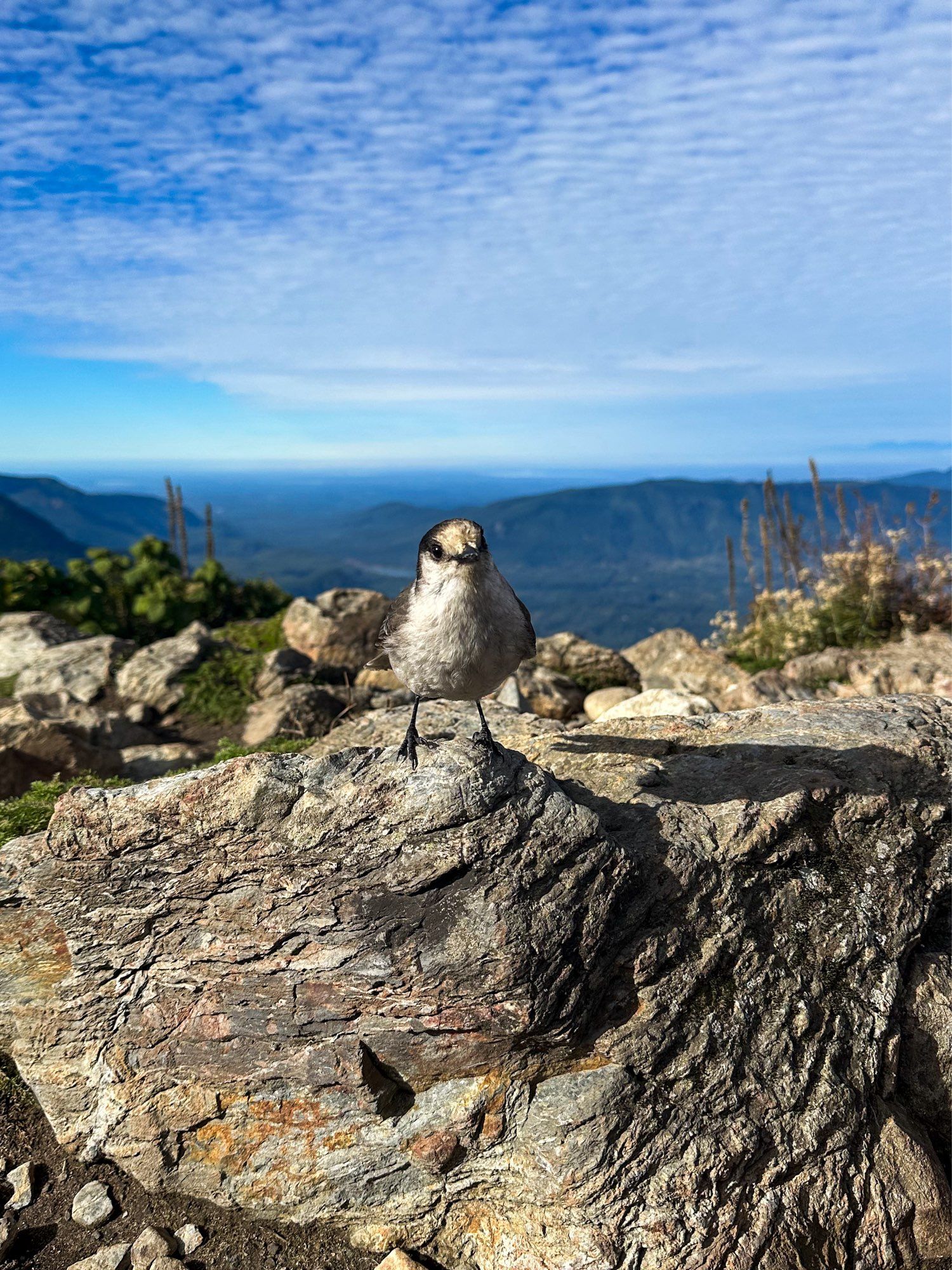 Gray jay on a rock looking directly at me