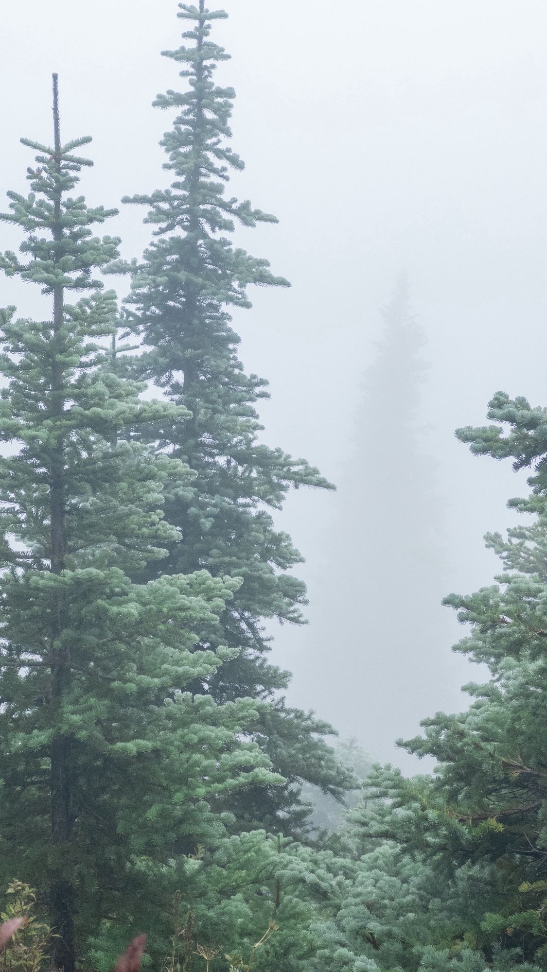 Tall stands of firs, disappearing into the fog