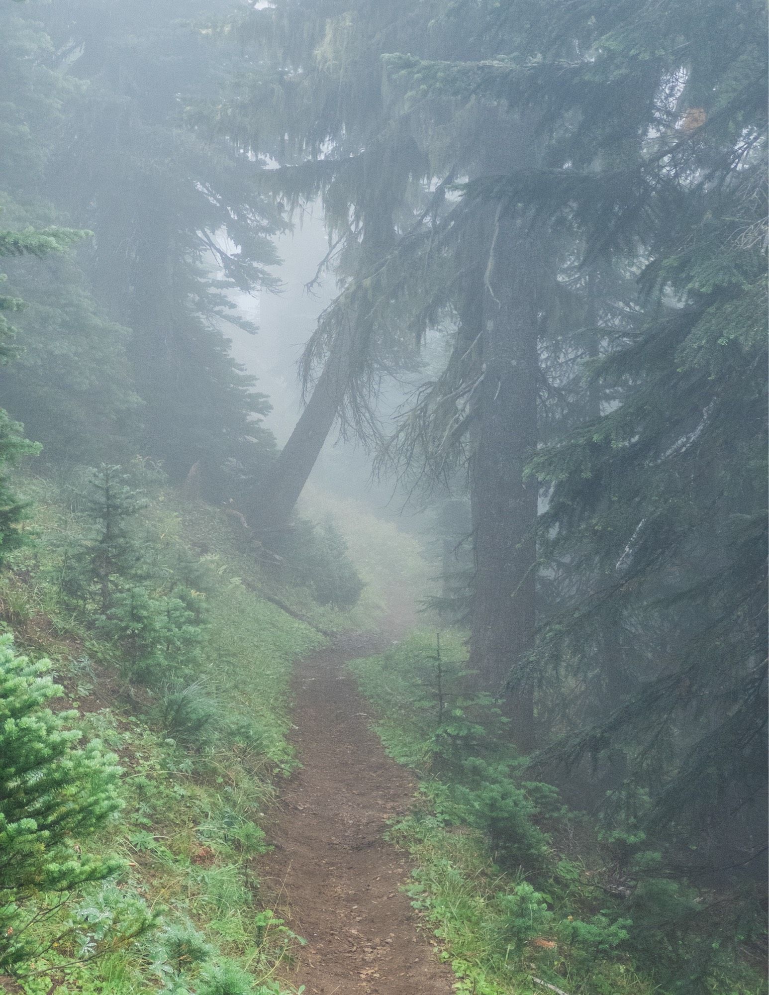 Switchbacks along a wooded trail up into the clouds