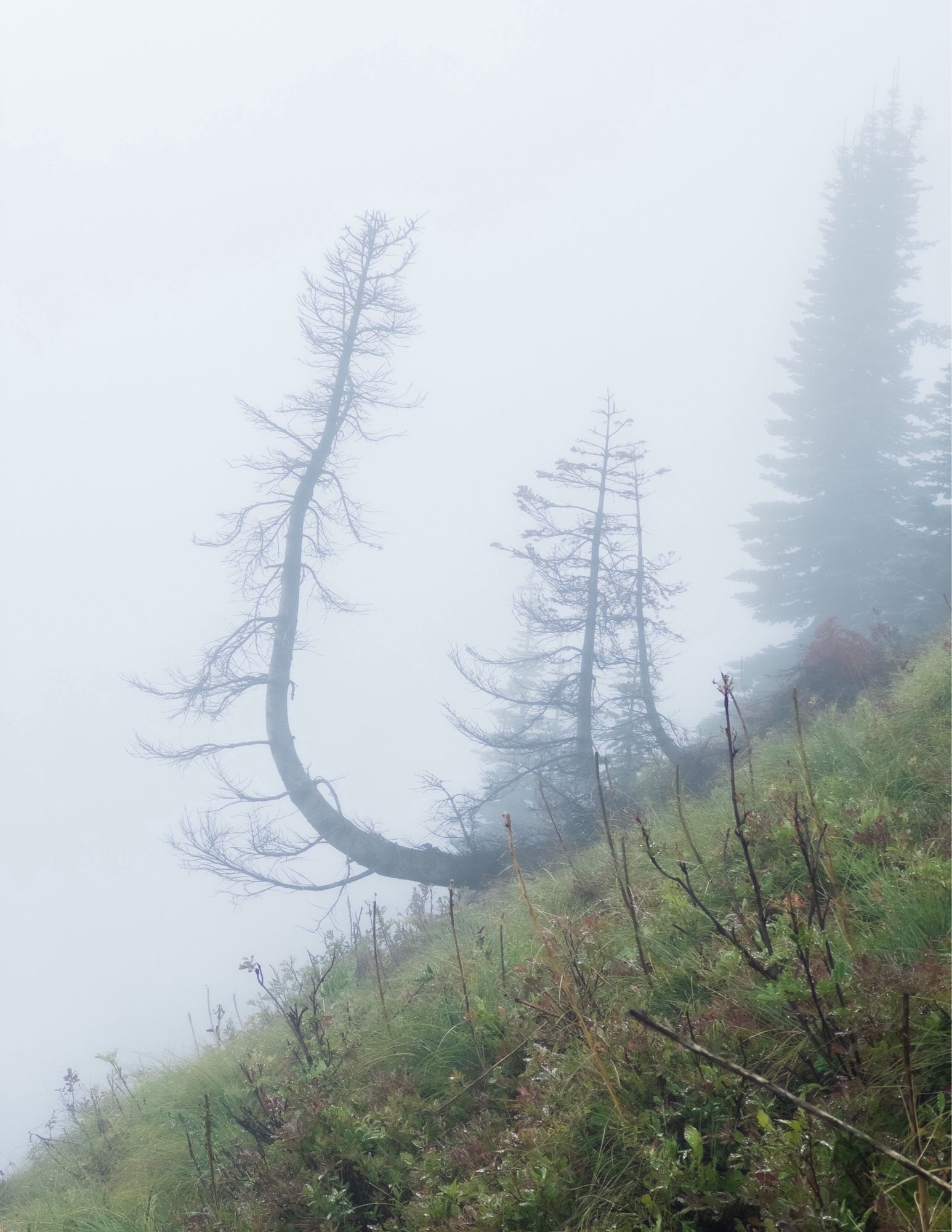 Mountain meadow, a dead tree growing out of side of the steep slope