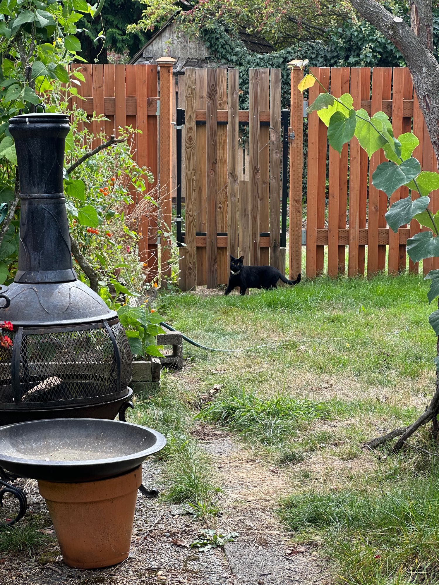 A back yard.  Pole beans to the left. A black cat keeping an alert and watchful eye on me by the fence