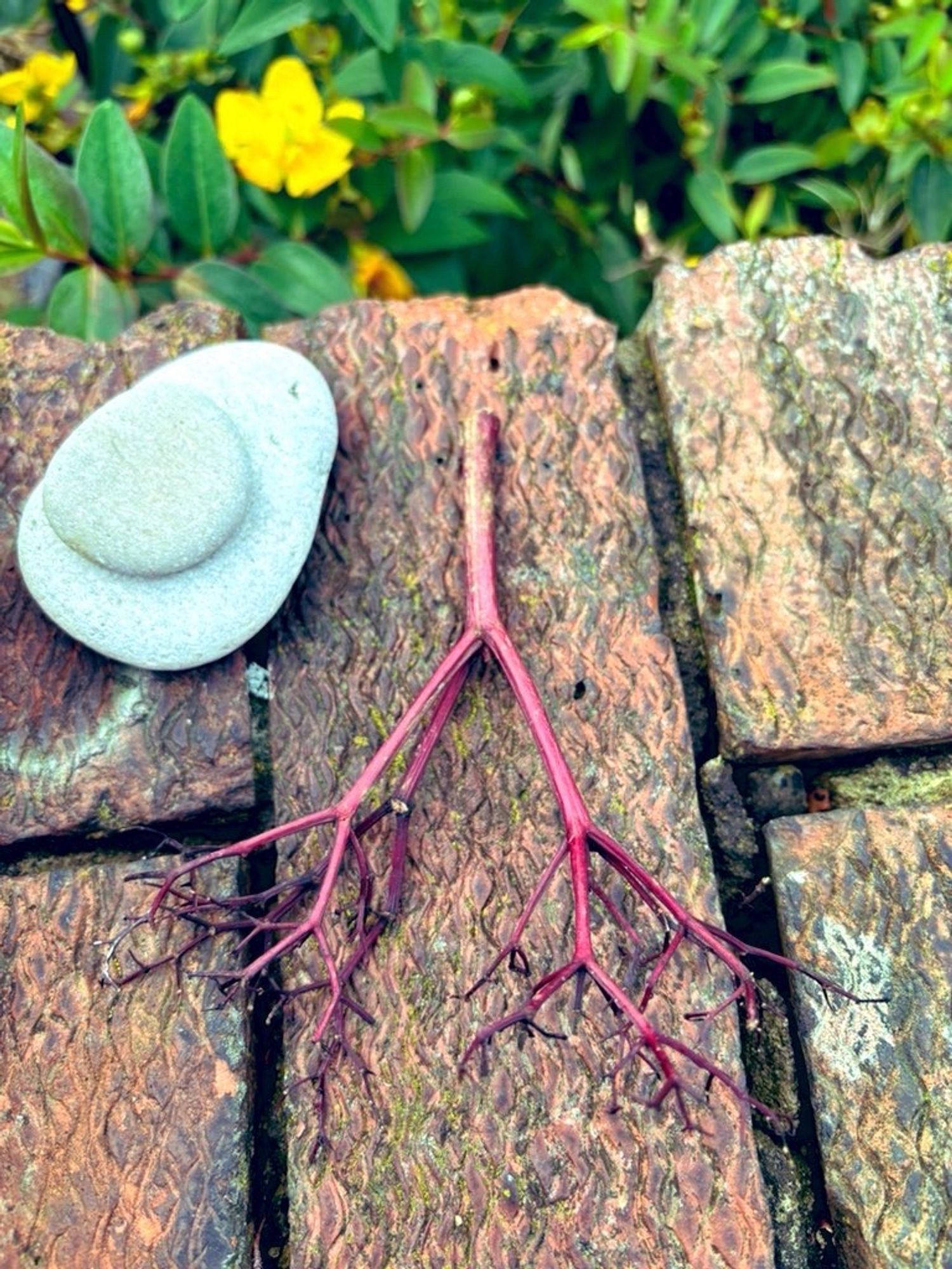 Some small red branches from a bush that look a bit like the lungs and some small stones