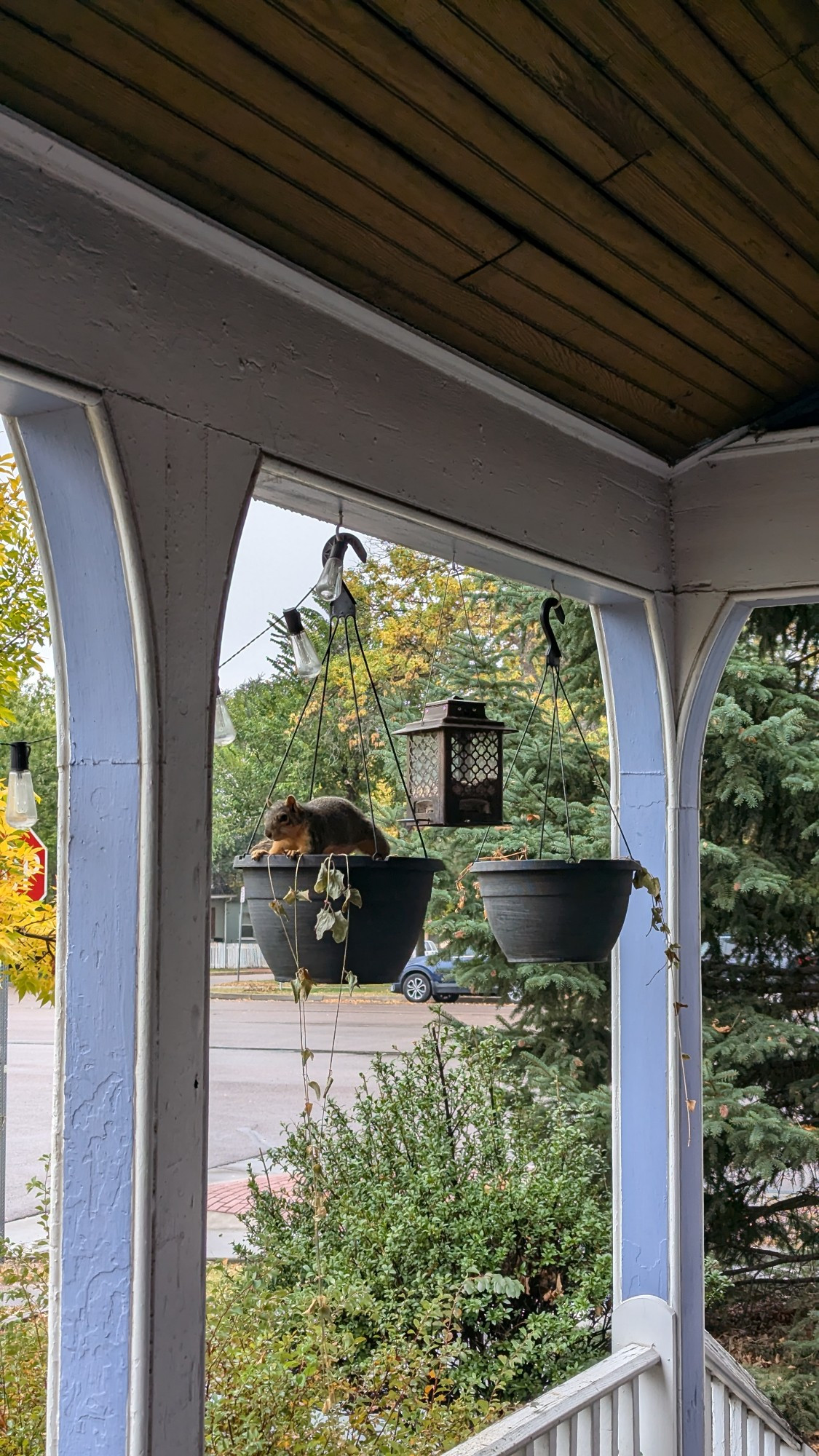 A squirrel sitting in a hanging basket looking guilty next to a bird feeder 