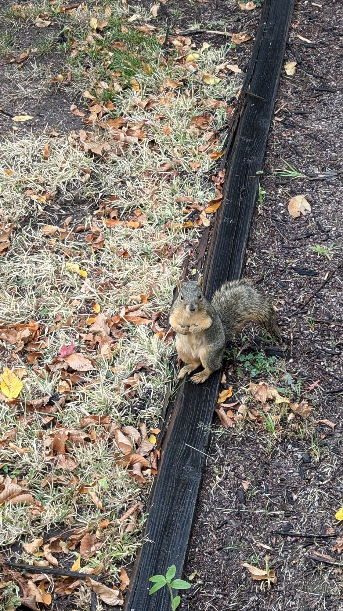 Squirrel standing on two legs with front legs grabbing chest as if to say "who me?"