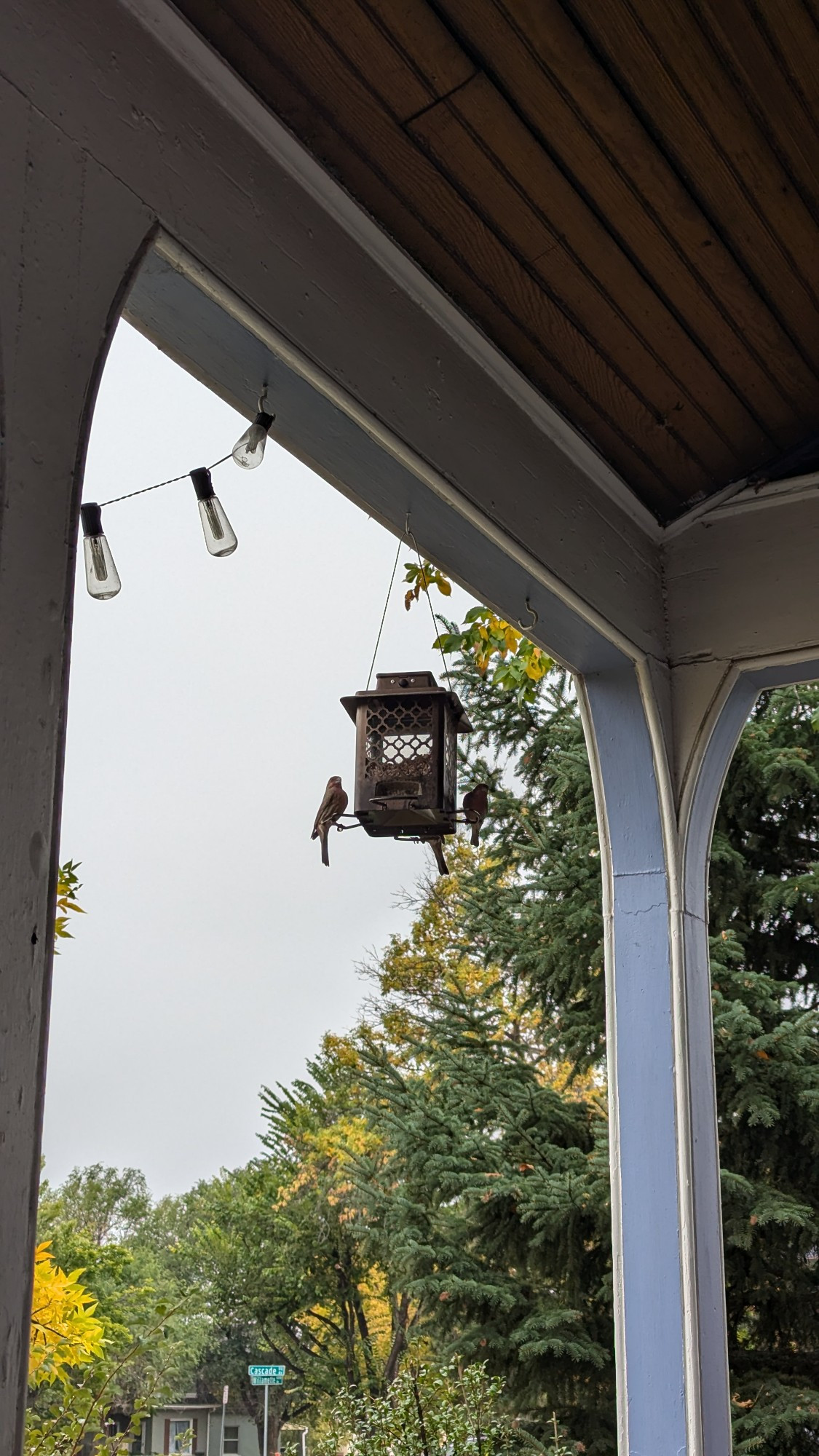 Three birds at a bird feeder on a grey ski rainy day