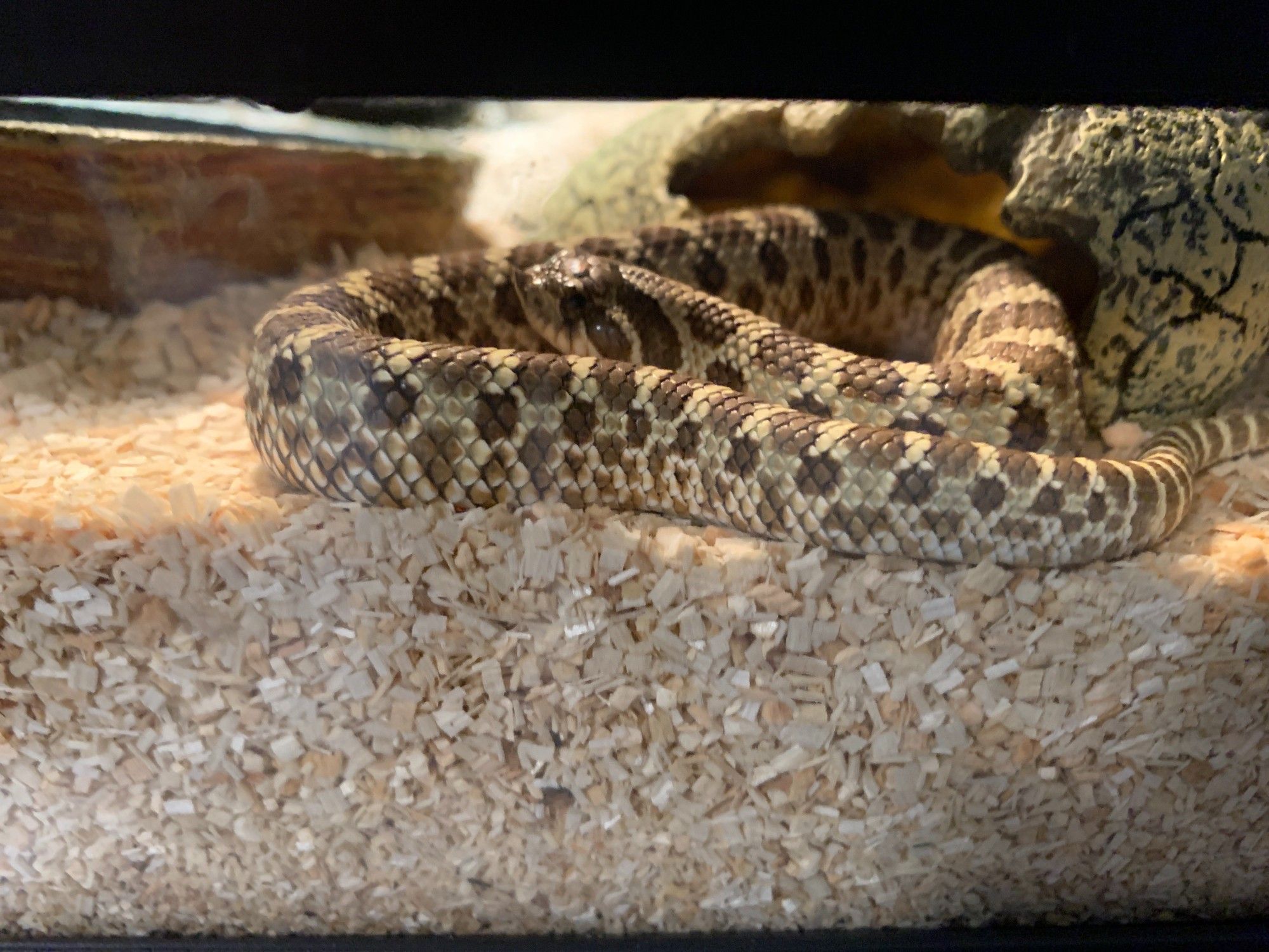 A western hognose snake.