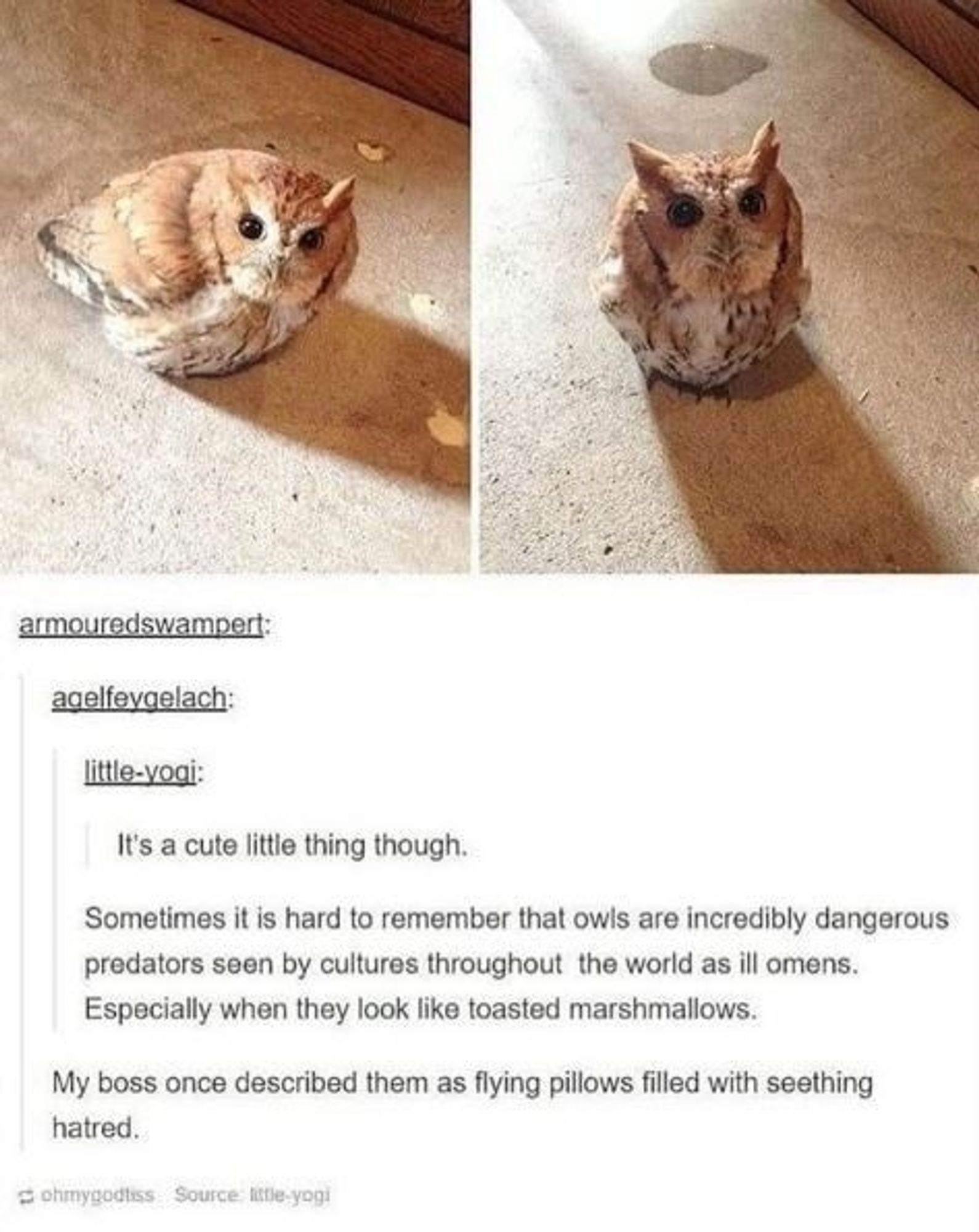 Owl meme:

"It's a cute little thing though."

"Sometimes it's hard to remember that owls are incredibly dangerous predators seen by cultures throughout the world as ill omens. Especially when they look like toasted marshmallows."

"My boss once described them as flying pillows filled with seething hatred."