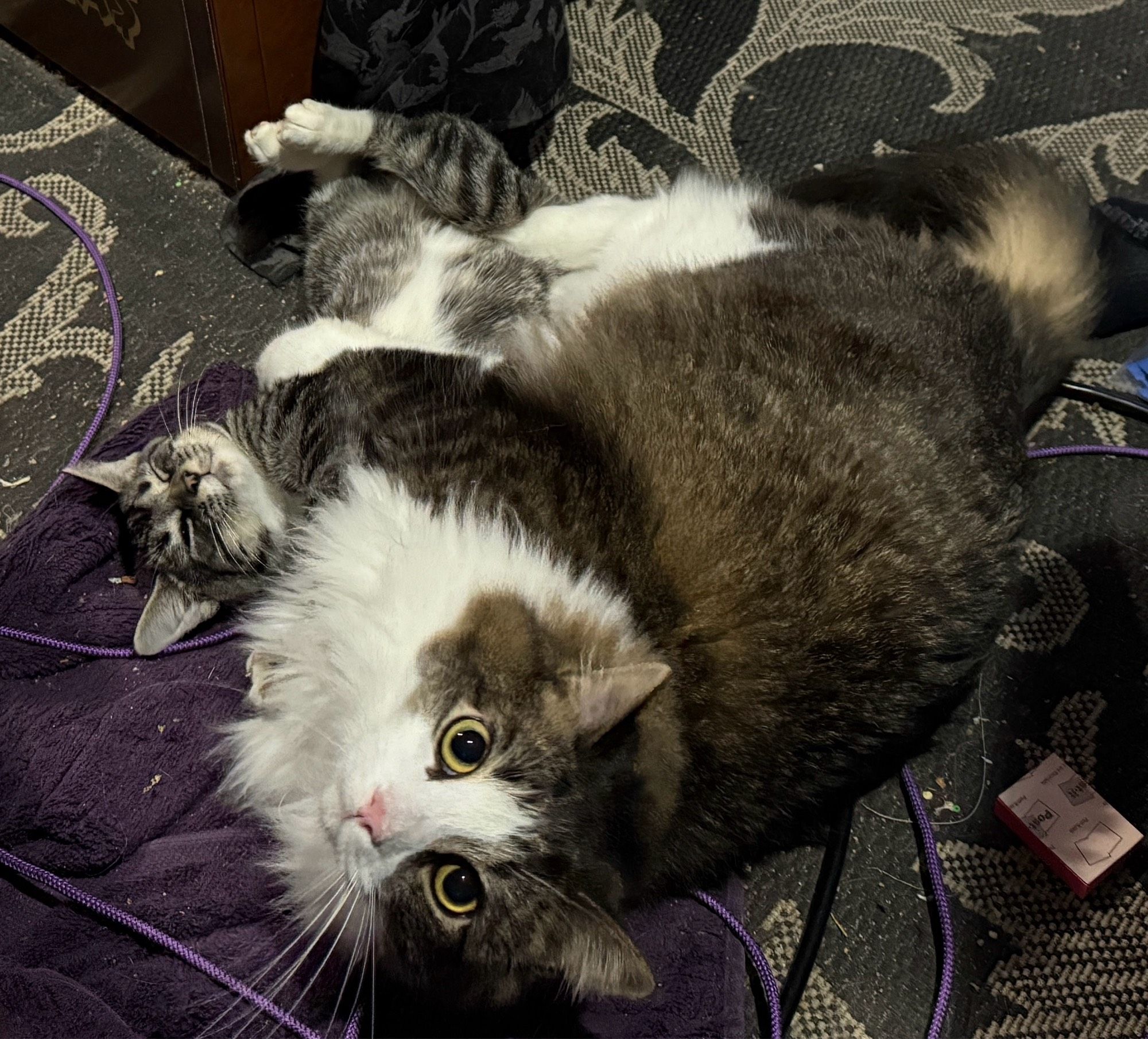 A big fluffy cat playing with a tabby tux kitten