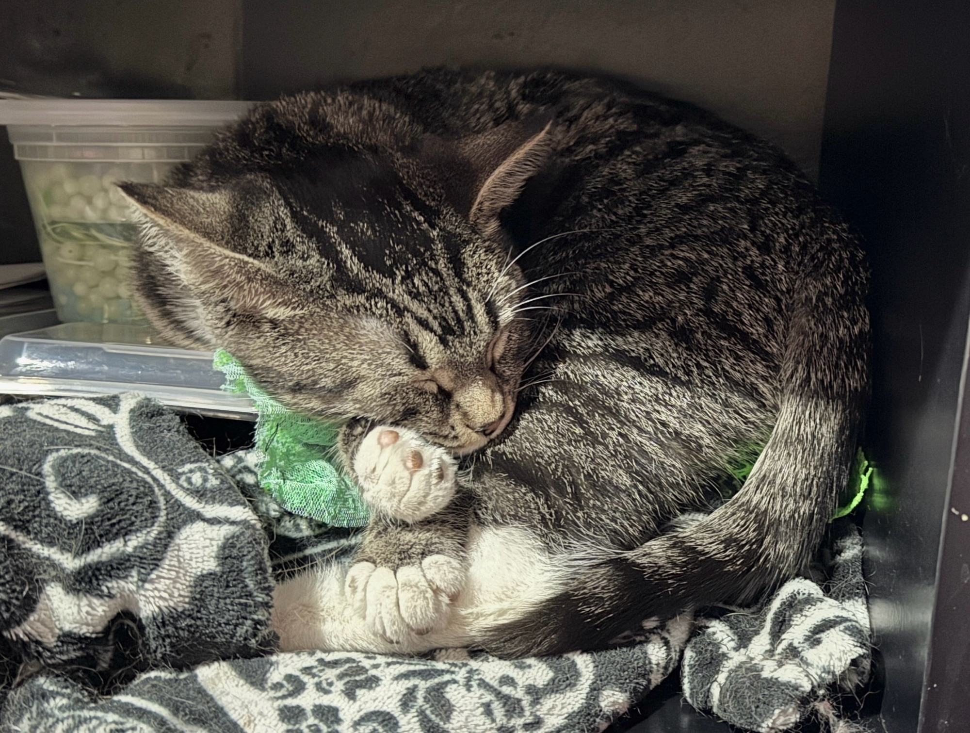 A tabby tux kitten curled up sleeping on some bead containers. 