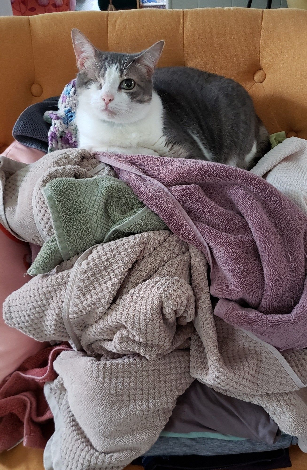 A gray and white cat (with one eye) sits on top of a pile of towels, stacked on a yellow chair.