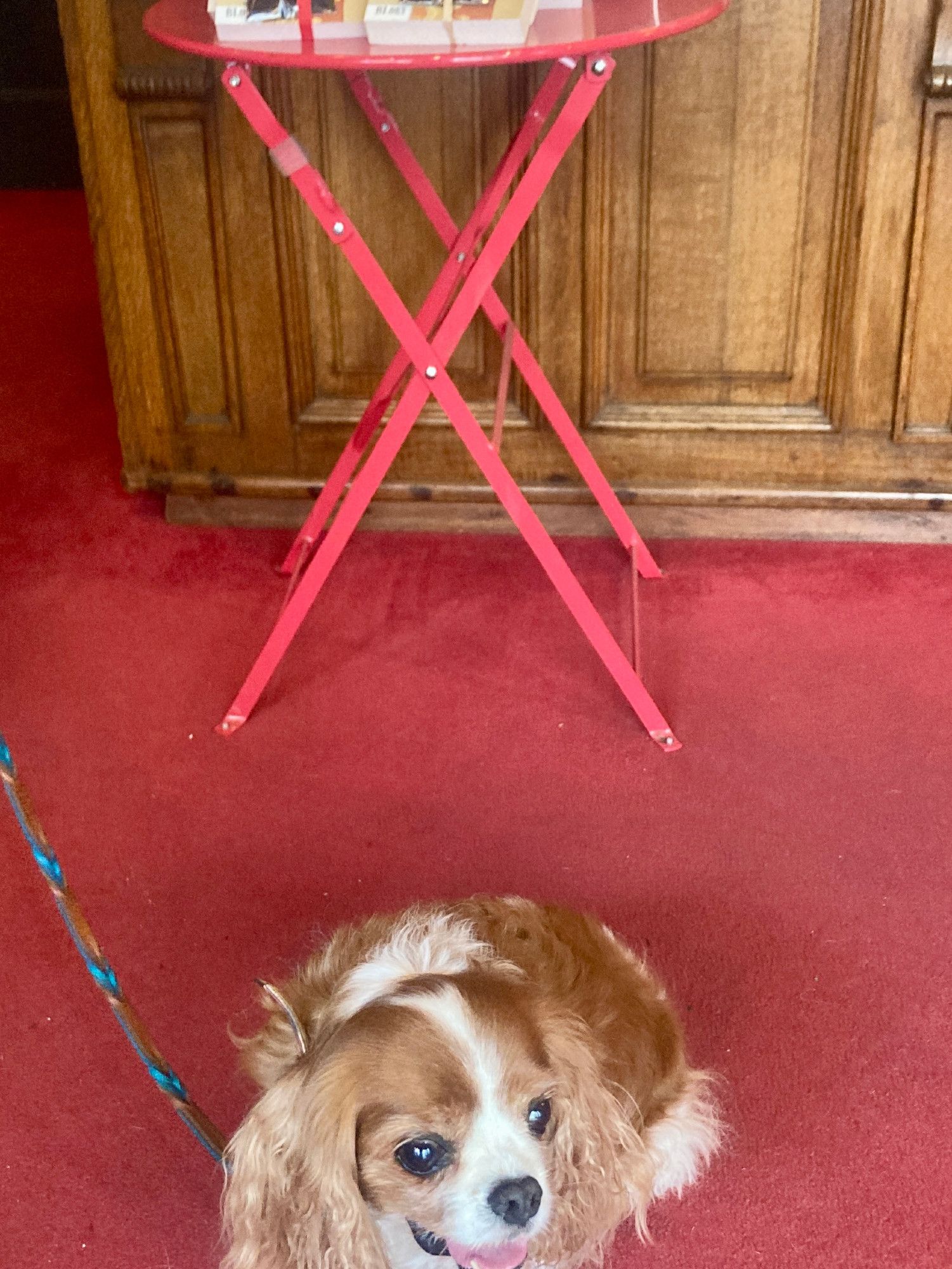 Blenheim (chestnut and white) Cavalier King Charles Spaniel Sparkles sits in front of small red table inside a shop selling many varieties of tea and tea accessories. The shop, Companhia Portugueza do Cha, is located at Rua do Poco Dos Negros, 123 in Lisbon, Portugal. It sells a wide variety of loose teas, tea pots, pottery bowls, metal tea tins, measuring spoons and more.