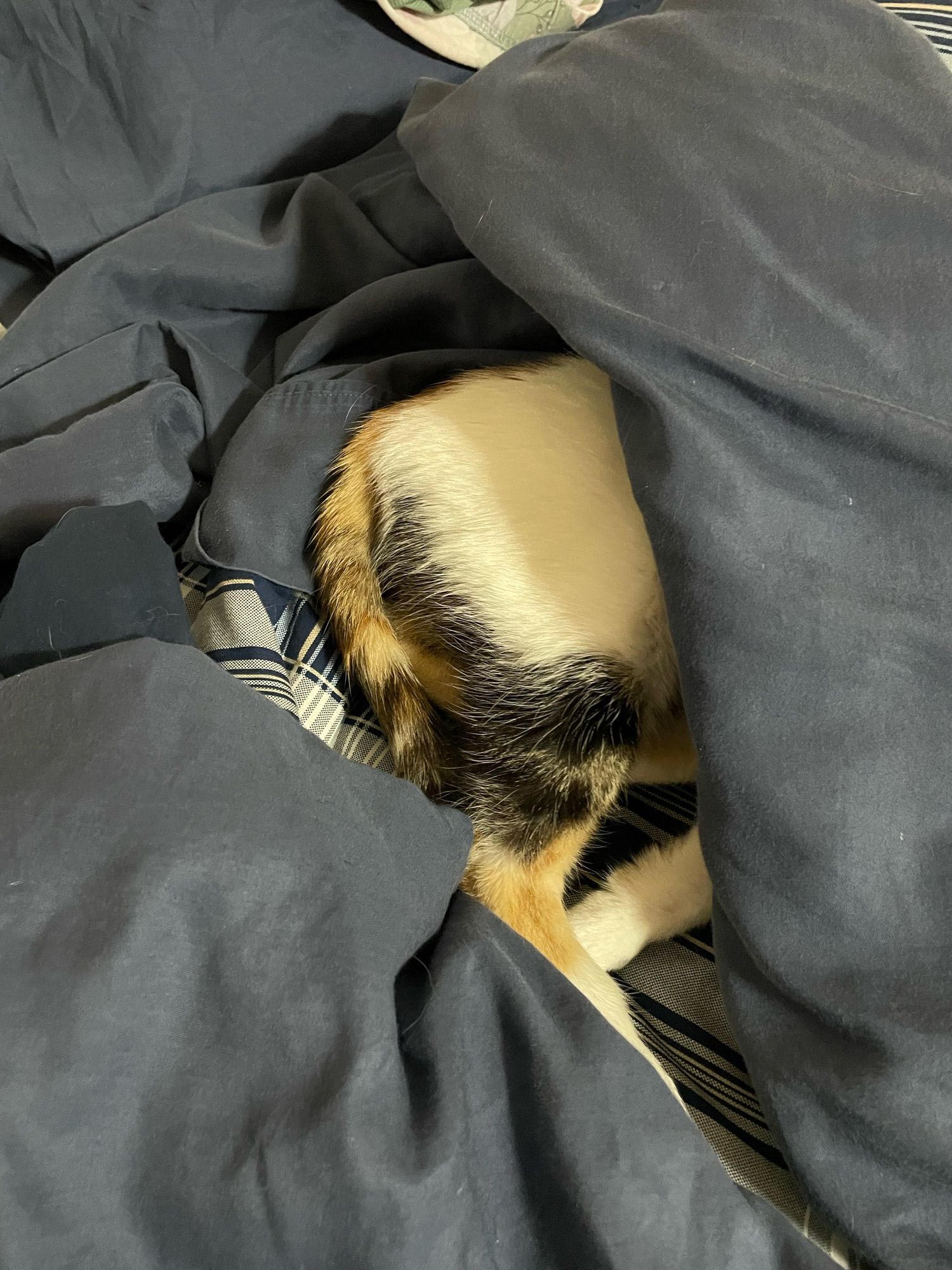 Photo showing the hind legs and tail of a tortoise shell coloured cat on top of a folded over doona. The rest of the is buried under the folded part of the doona.