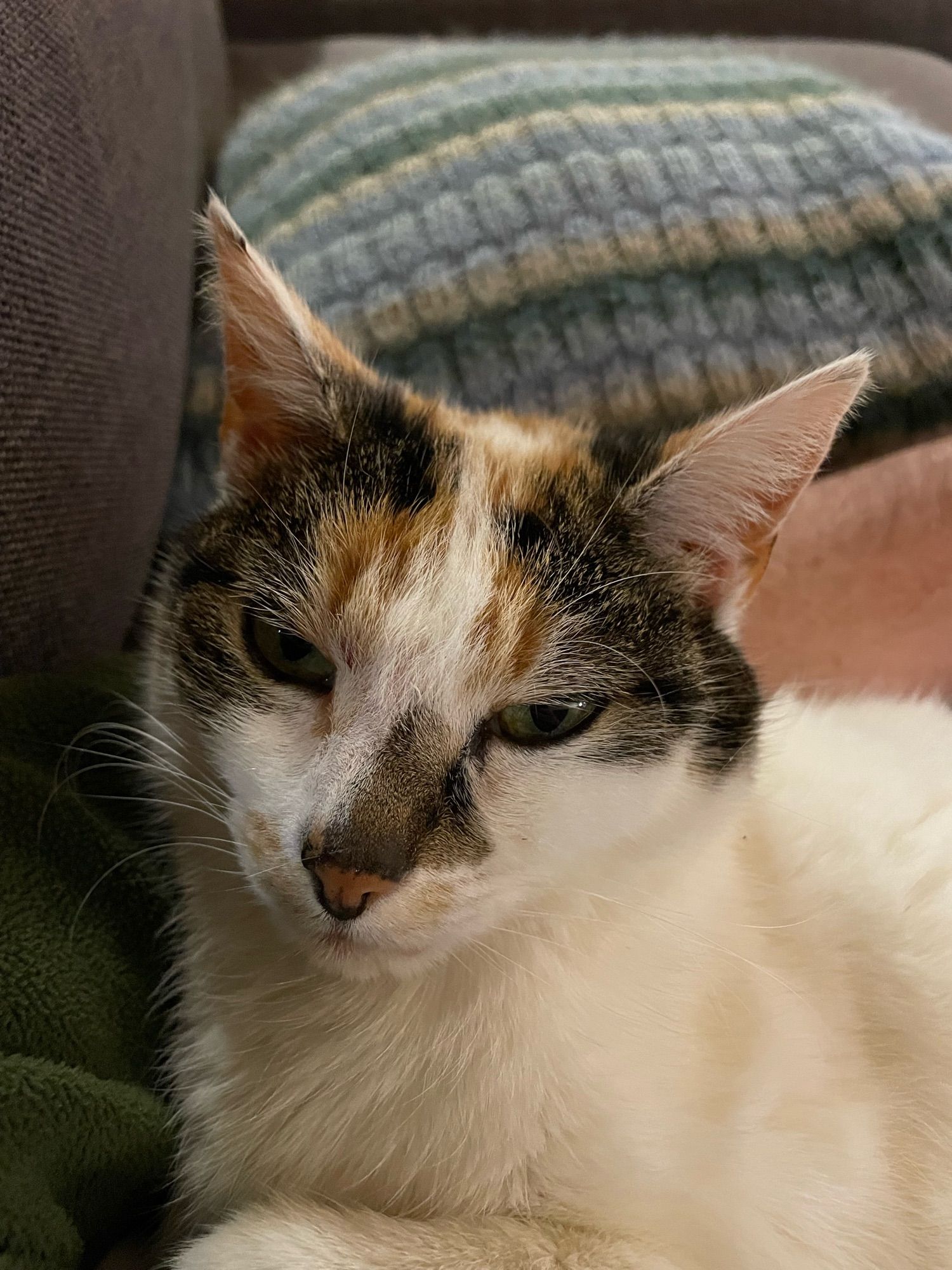 Female tortoise shell cat tucked into an arm.