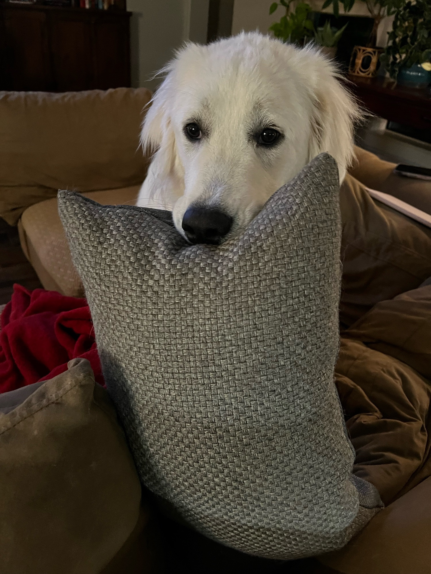 A Great Pyrenees puppy holding a pillow in her mouth