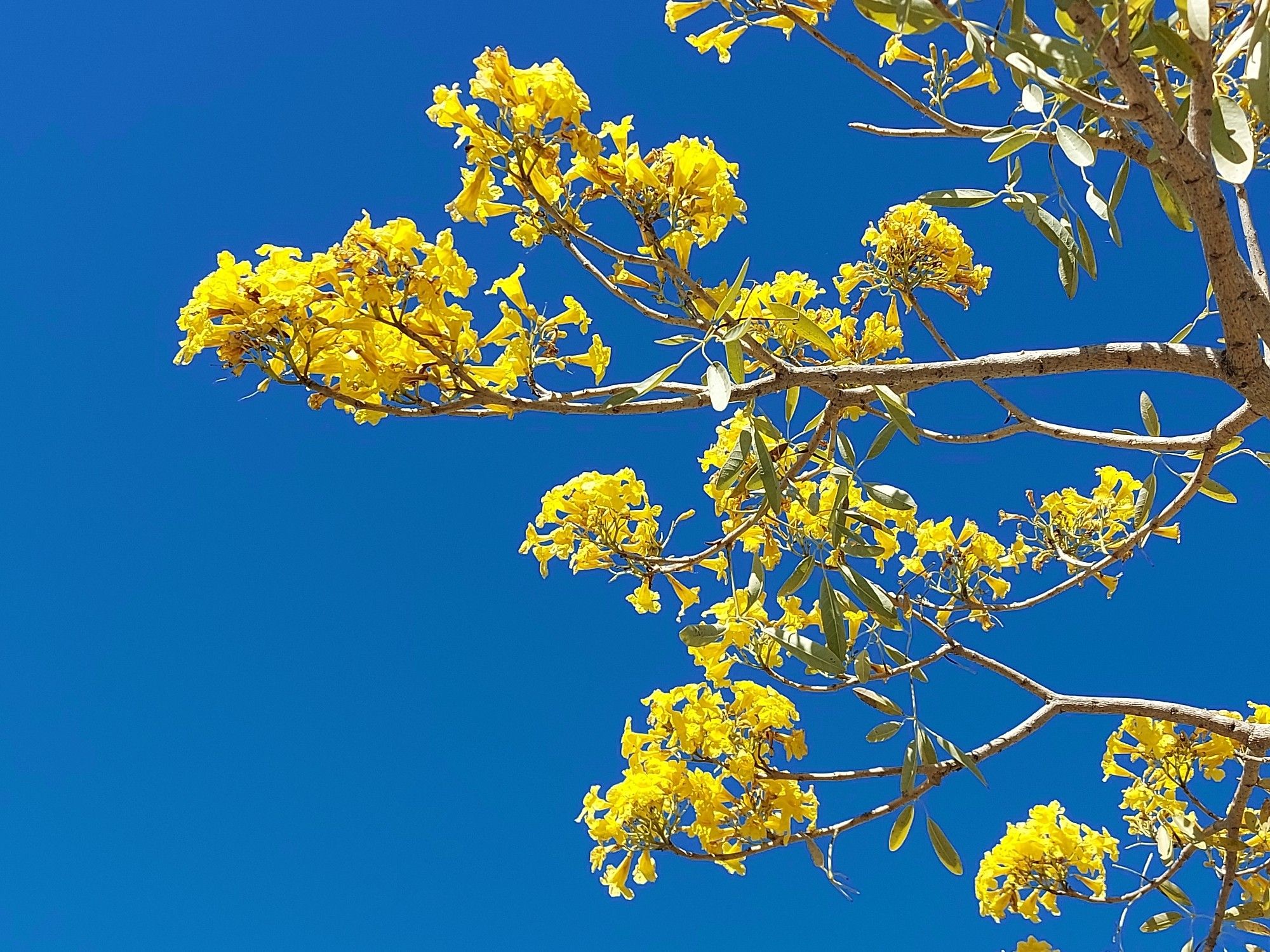 Yellow flowers (Australian natives?) On branches against a bright blue early morning sky.