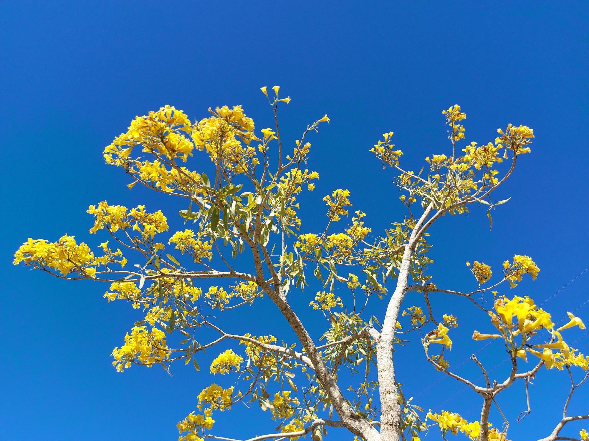 Yellow flowers (Australian natives?) On branches against a bright blue early morning sky.