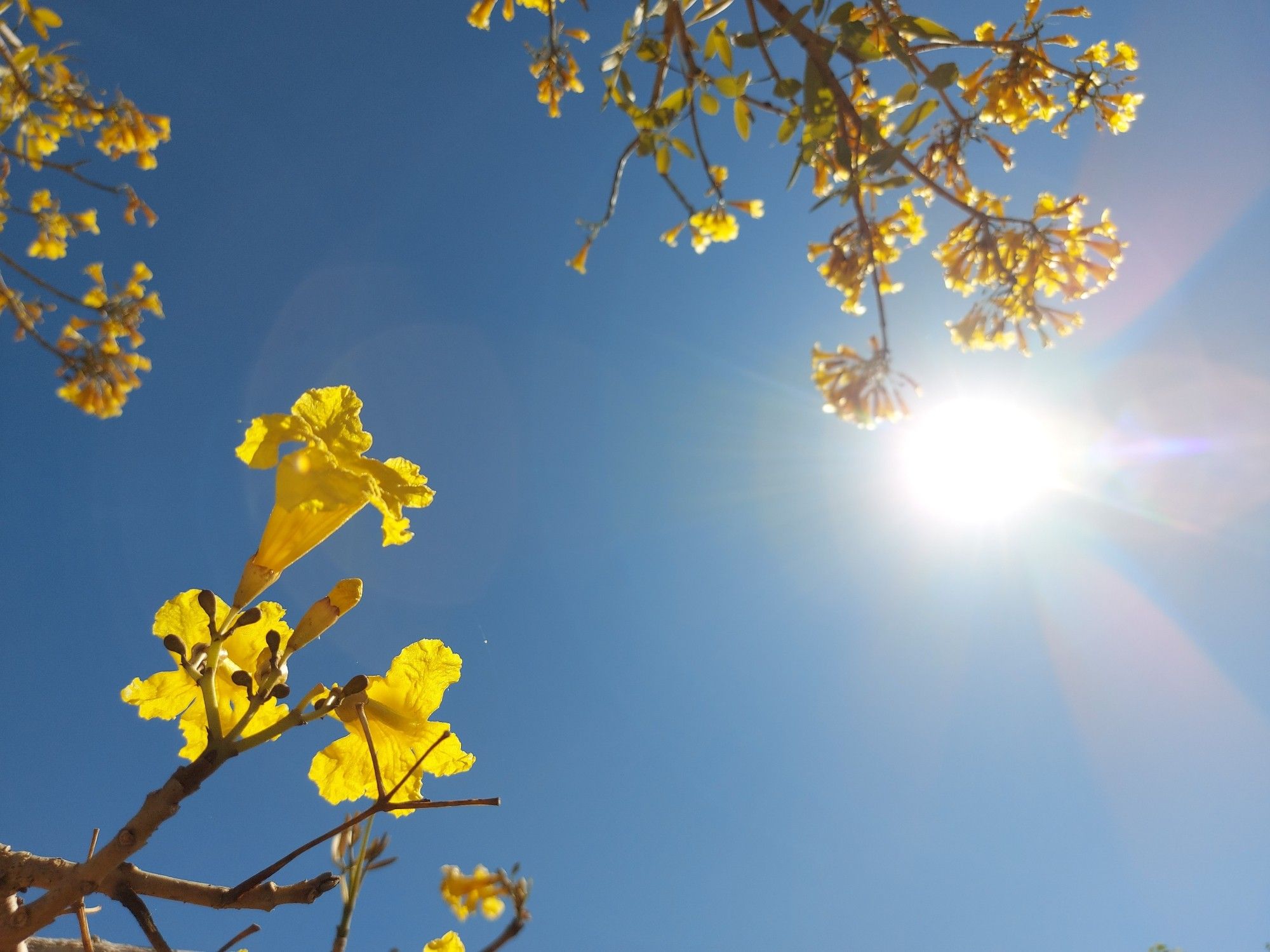 Yellow flowers (Australian natives?) On branches in 3 corners of the photo against a bright blue early morning sky and sun - in a kind of unintentional ikebana composition.