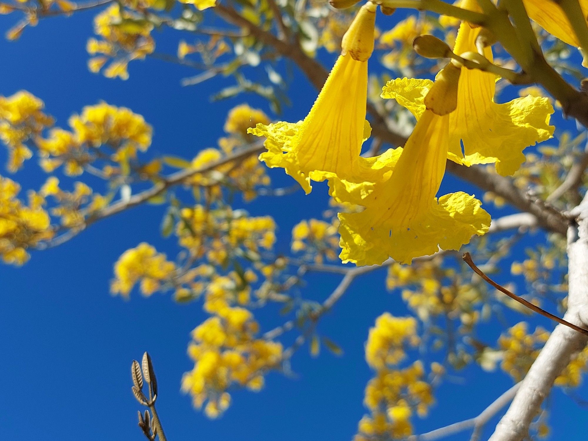 Yellow flowers (Australian natives?) Close up with more flowers on branches in the background against a bright blue early morning sky.