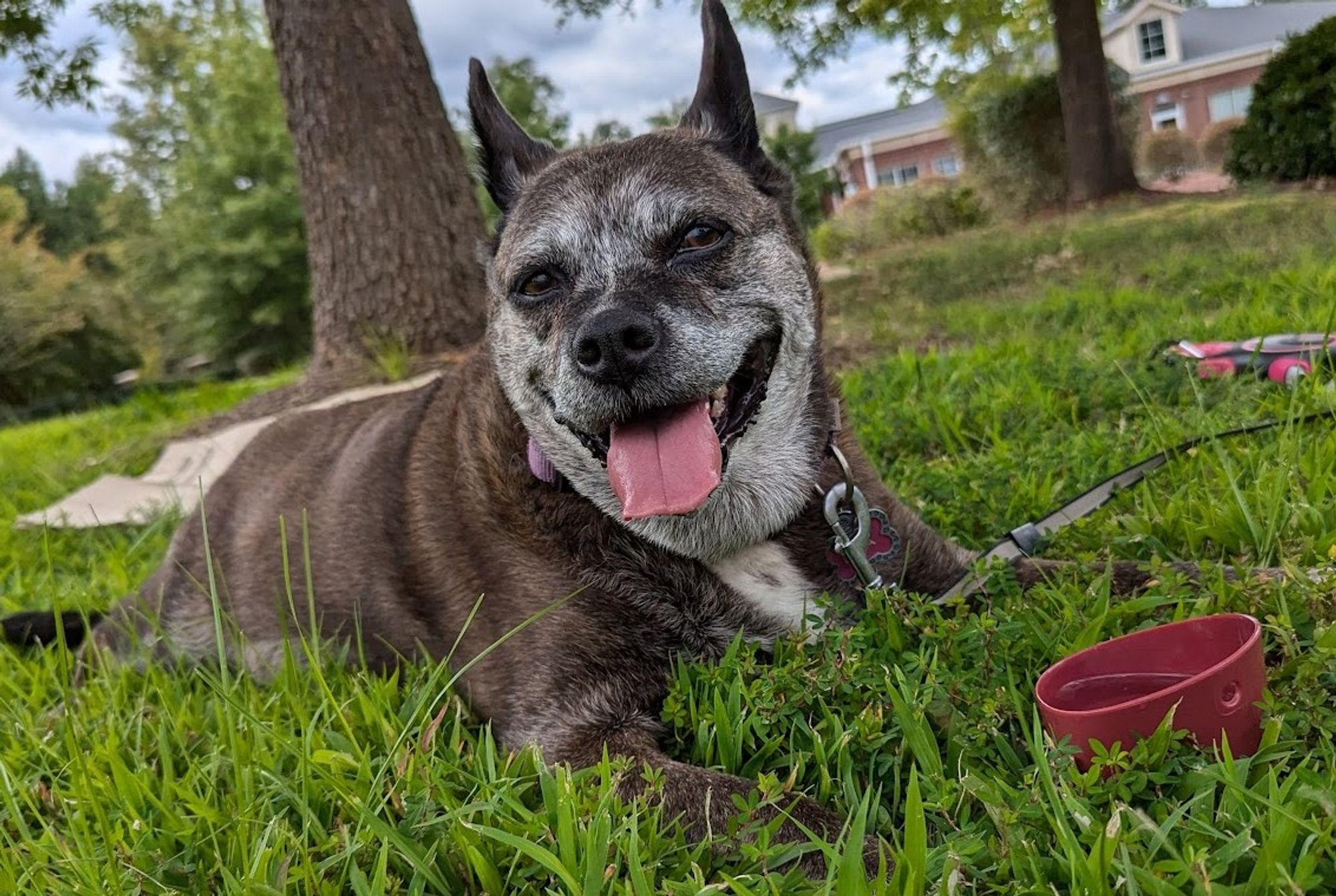 Lola Thunderpaws (dog) grinning at the camera while enjoying a nice lie down in some grass.