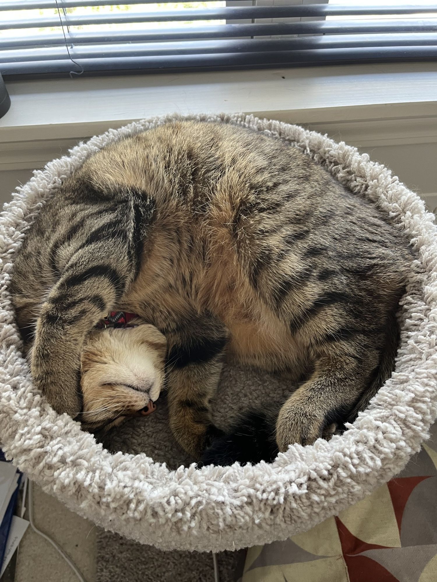 Sena curled into a ball in her cat tower