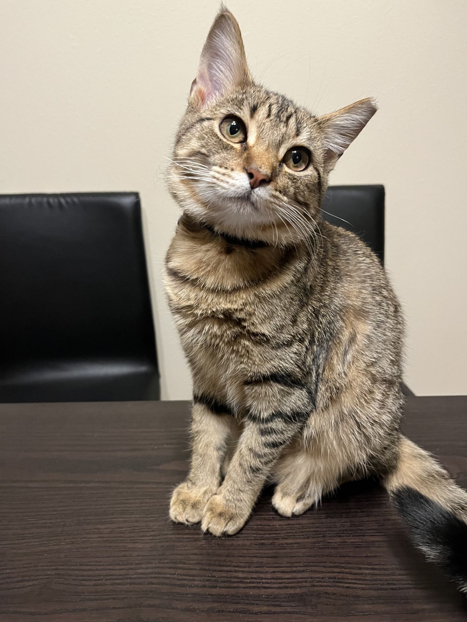 Sena as a kitten staring adorable at the camera.