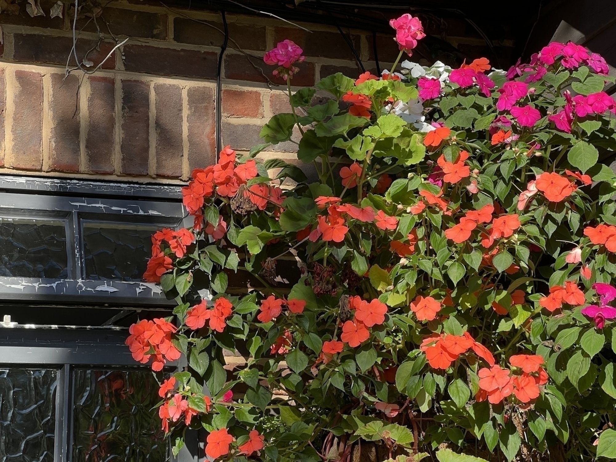 A lush cluster of vibrant pink and orange flowers is growing against a brick wall, illuminated by sunlight.