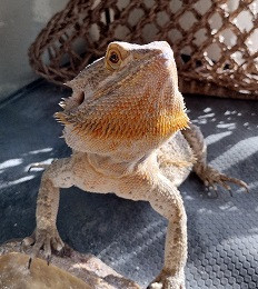 bearded dragon looking at camera