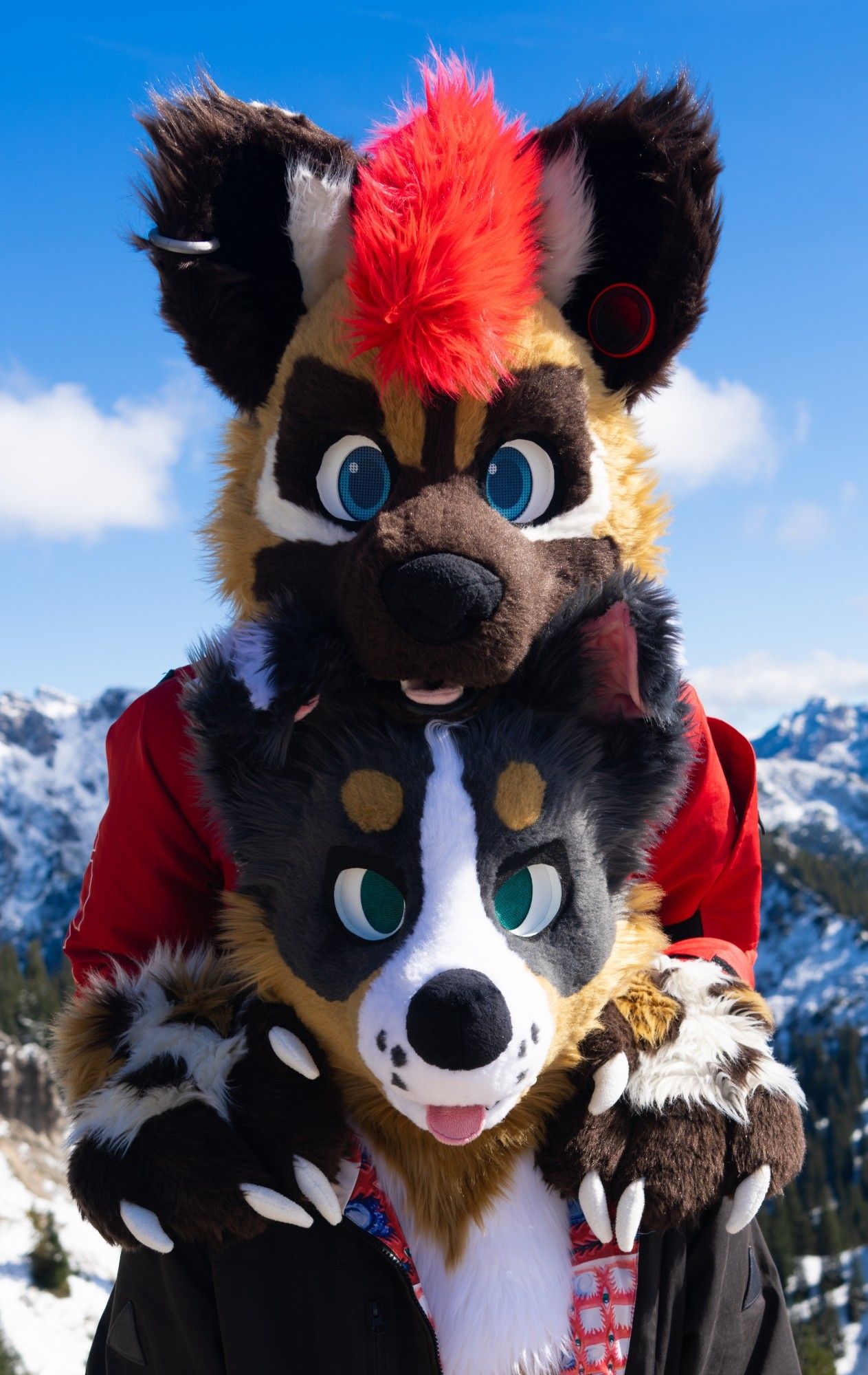 African Wild Dog and a very lost border Collie out in the German Alps.