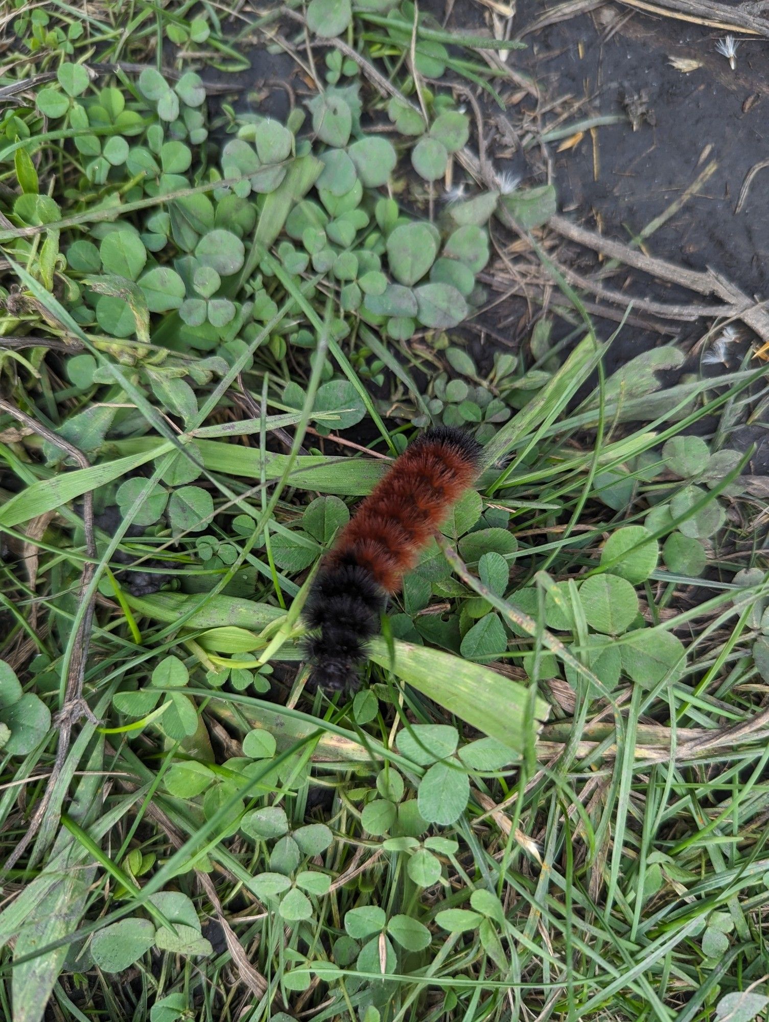 Woollybear caterpillar in some grass with a wider band of rust than black coloring.