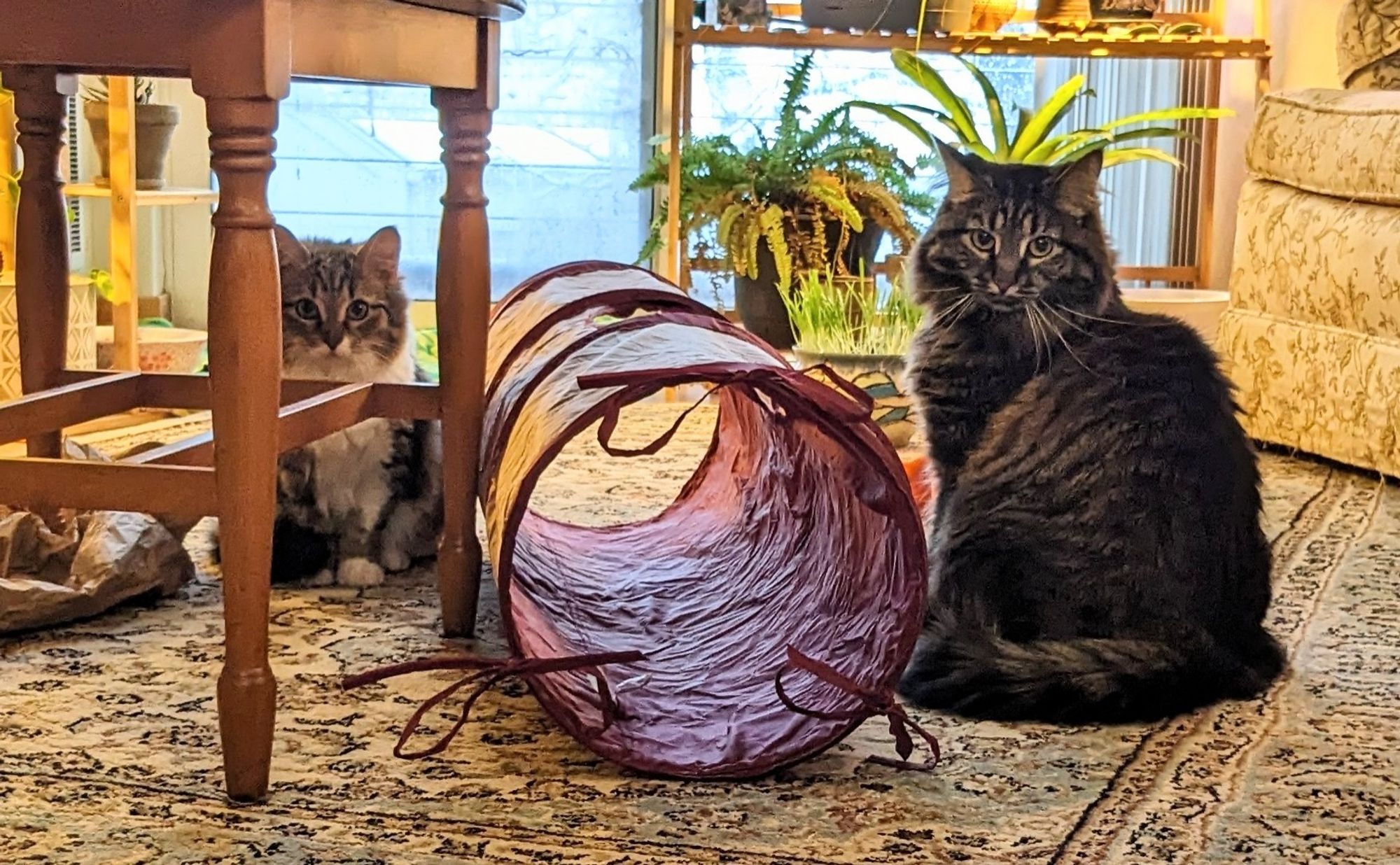 A long shot of two brown tabby cats sitting almost side by side looking and fearful disdain toward the camera. The cat on the left is very small with white paws and a white chest. The cat on the right is full grown.