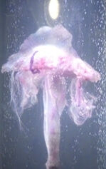 An alien Portuguese Man-O-War/Jelly creature I fabricated at M.E.L. Studio for Star Trek: Voyager episode"Think Tank."🖖🏻